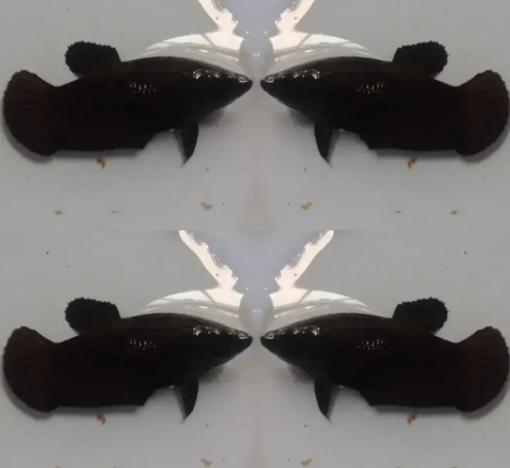 Female Super Black