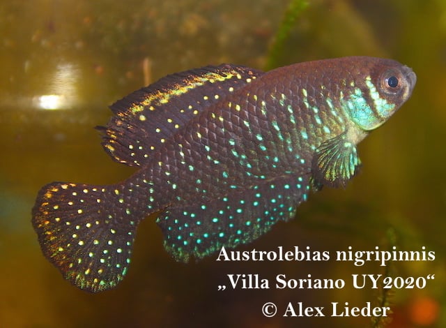40+; Austr. nigripinnis *Villa Soriano*