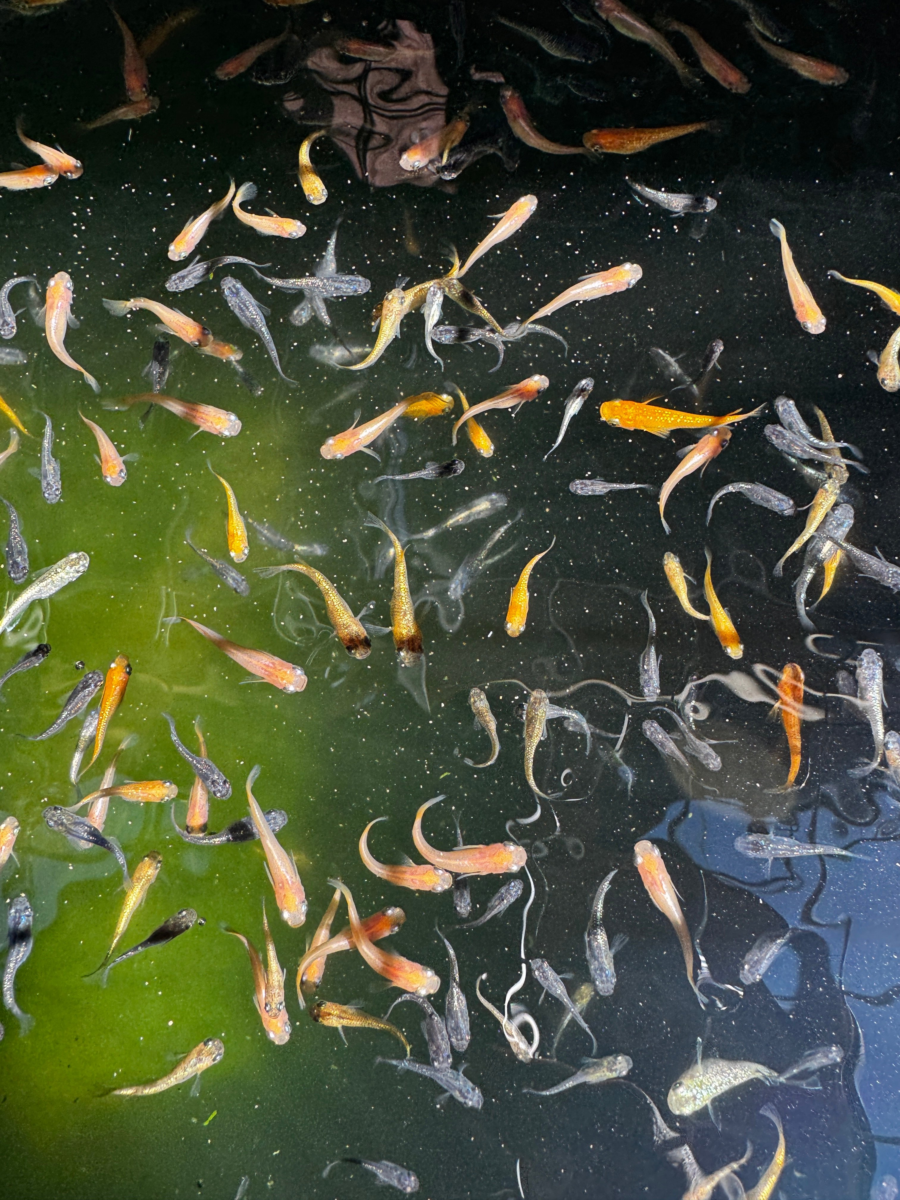 Group of 10 Assorted Medaka Ricefish