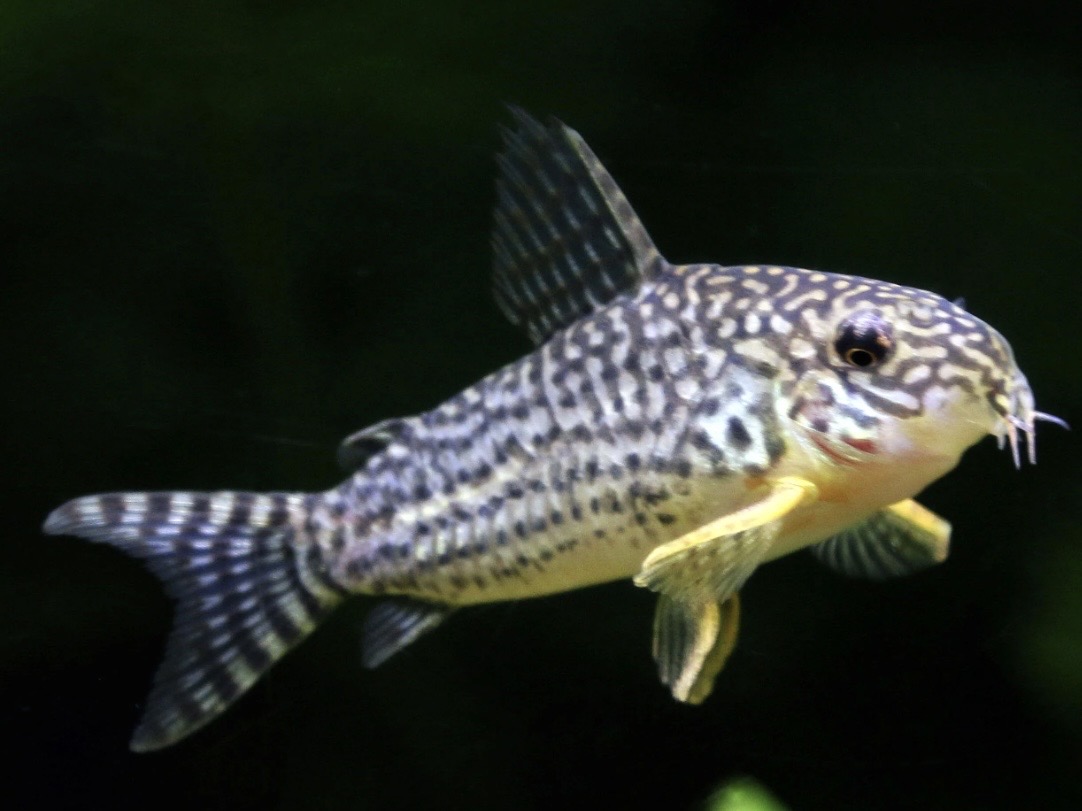 Sterba's corydoras