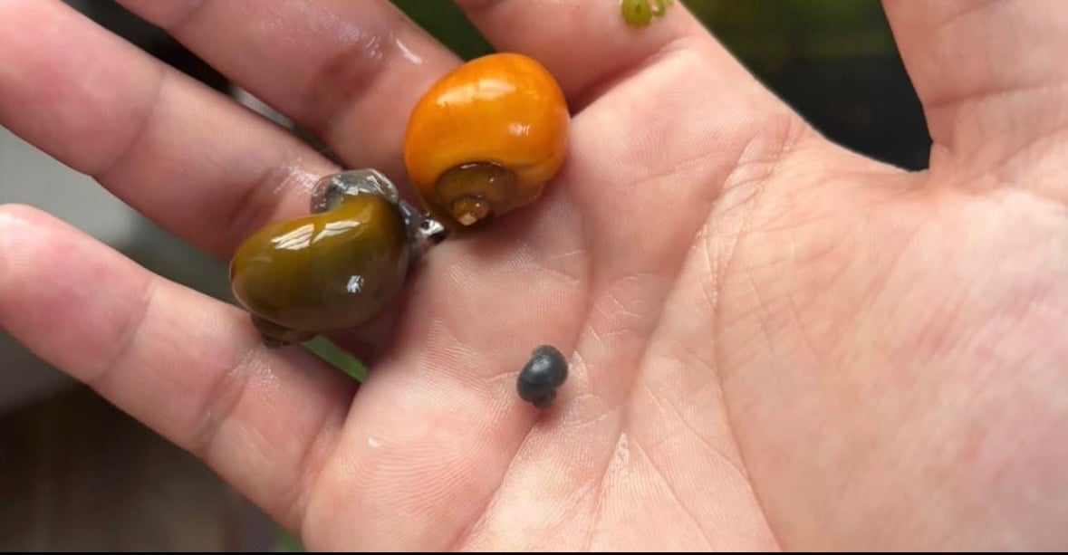 Lot of 50+ Assorted Mystery Snails (Gold, Blue, Ivory, Blue/Green Walnut)