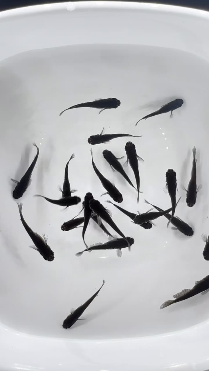Group of 6 Orochi Medaka Ricefish