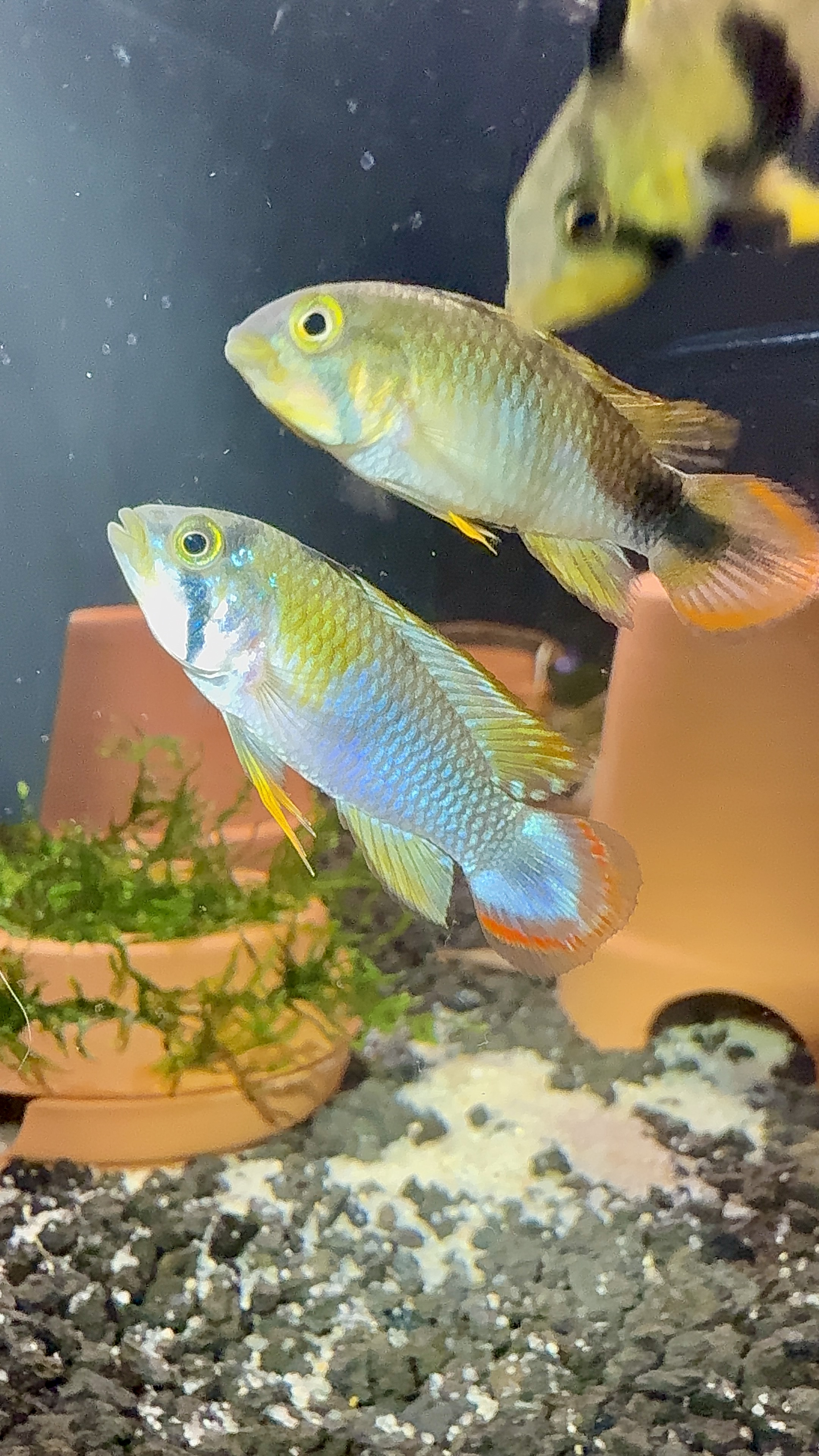 Apistogramma panduro, Wild Peru Dwarf Cichlid