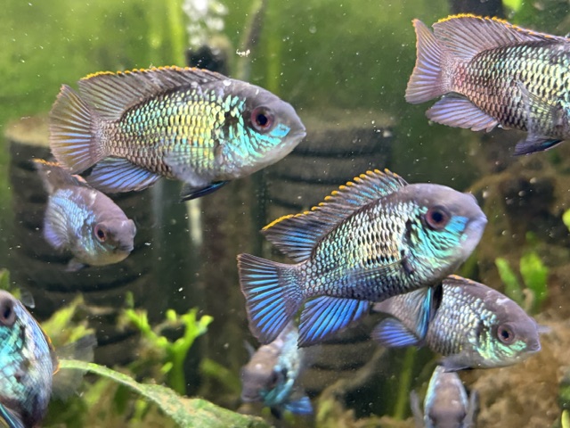 Group of 3 Adolescent Electric Blue Acaras
