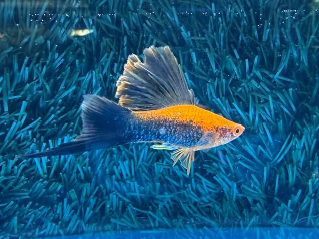 **Show Red Tuxedo Wag Cauliflower Sabretail Swordtails(2M2F)**