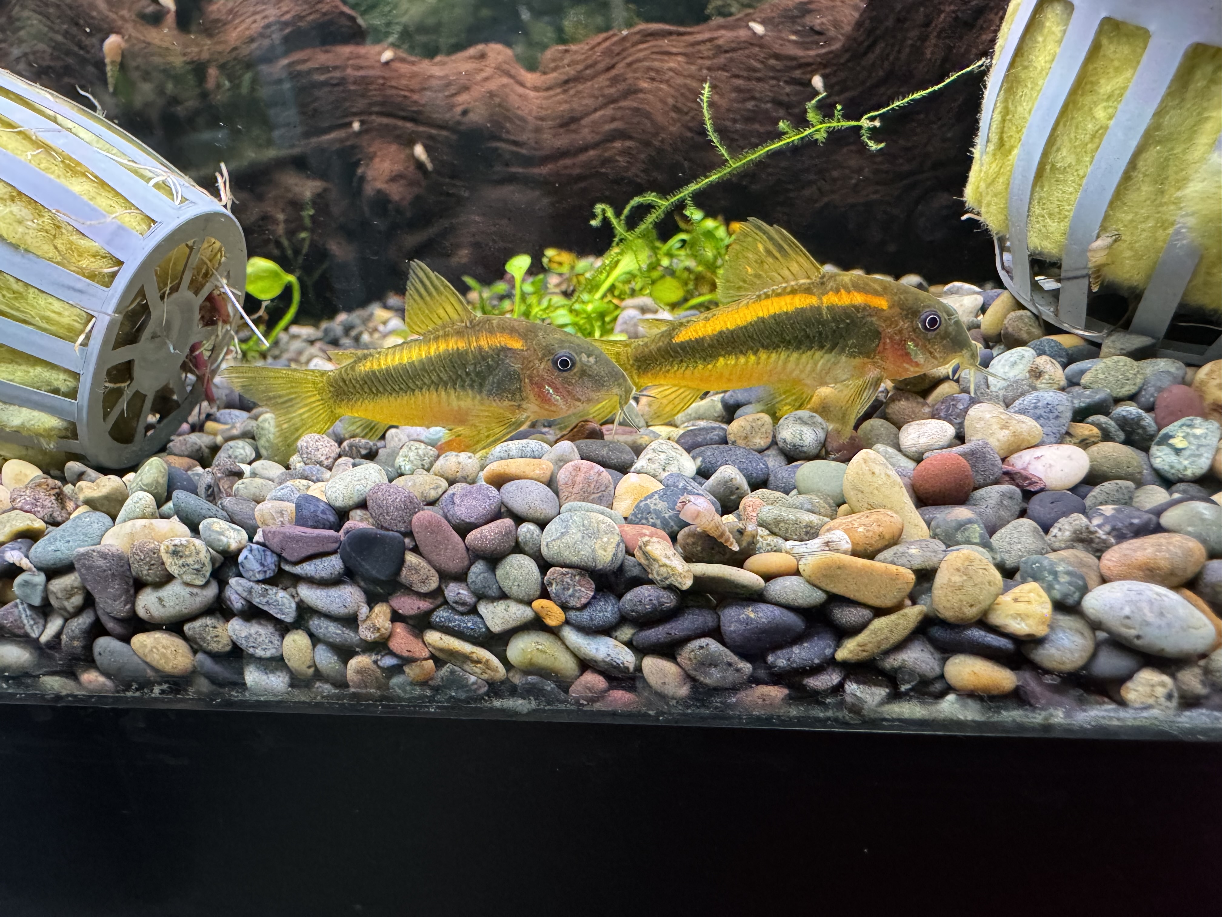 1-1.5" Gold Laser Cories CW010