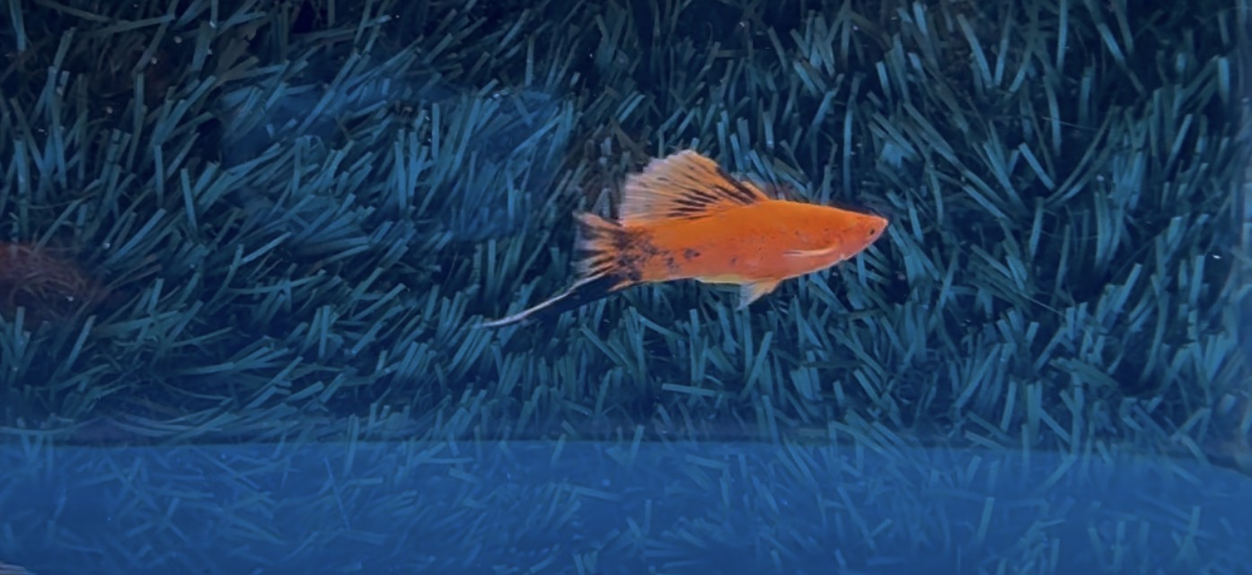 ** Berlin/Painted HiFin lyretail Swordtails(2M2F)**