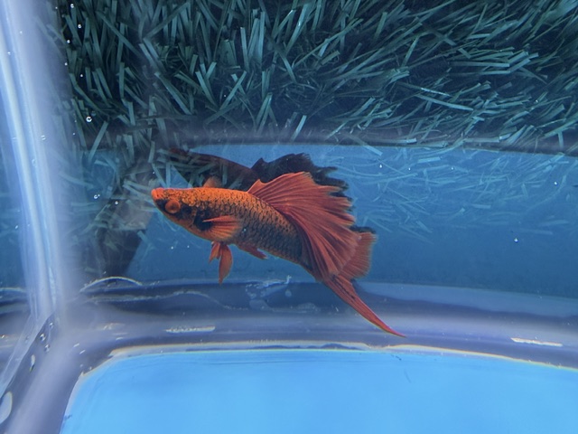 **Show Red Alpha Cauliflower Swordtails(2M1F)**