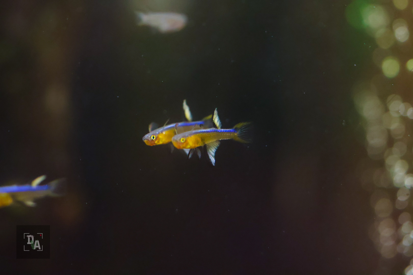 5x Pseudomugil Cyanodorsalis