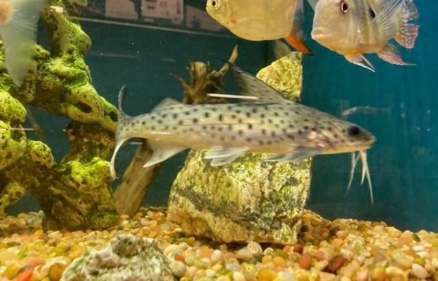 Rare Extra-Large (~1 foot) Lince Catfish (Platynematichthys notatus)