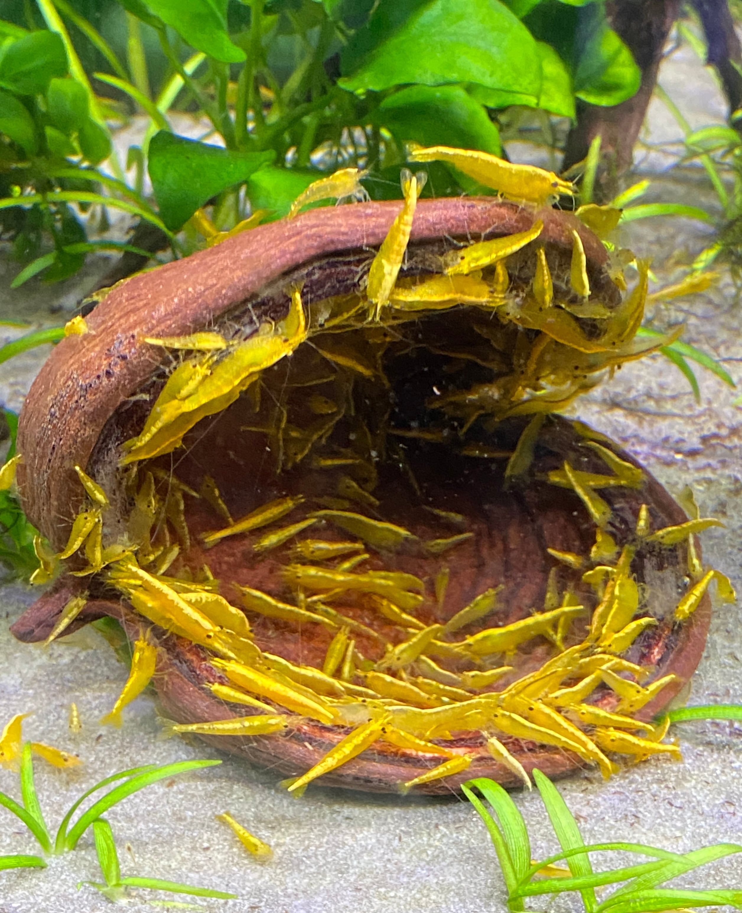 24k Yellow Golden Back shrimp 10+1+ freebies
