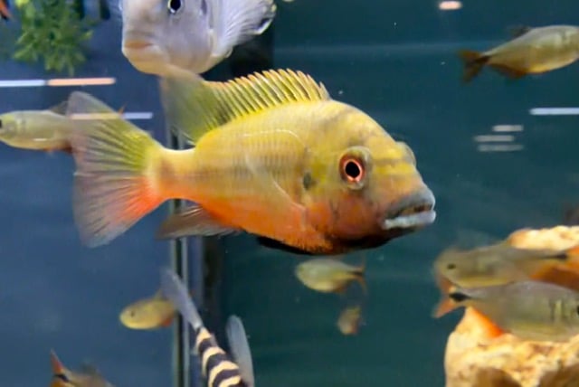 Group of 3 Endangered Coptodon Bythobates Cichlids