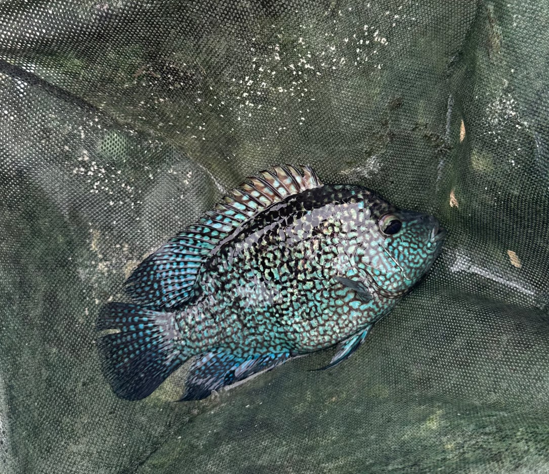 5-6" Electric Blue Texas - Unsexed