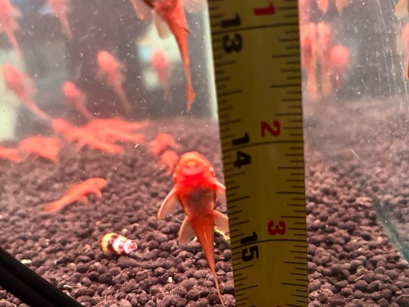 3 PACK SUPER RED BRISTLENOSE PLECO (Ancistrus sp. "Super Red") — Manhattan Tank-Bred Juveniles