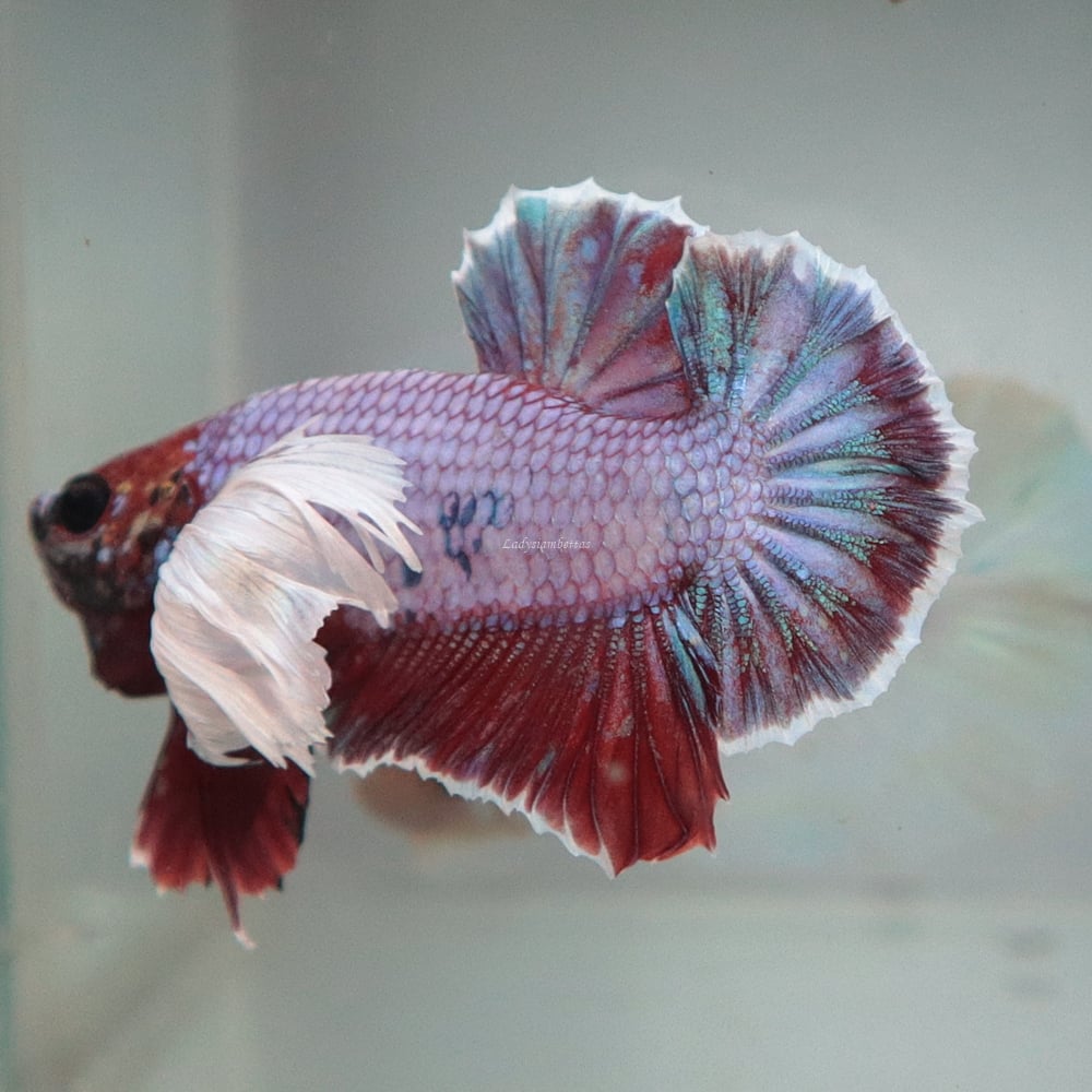 [Thailand] Green Red Dumbo HMPK (Male)