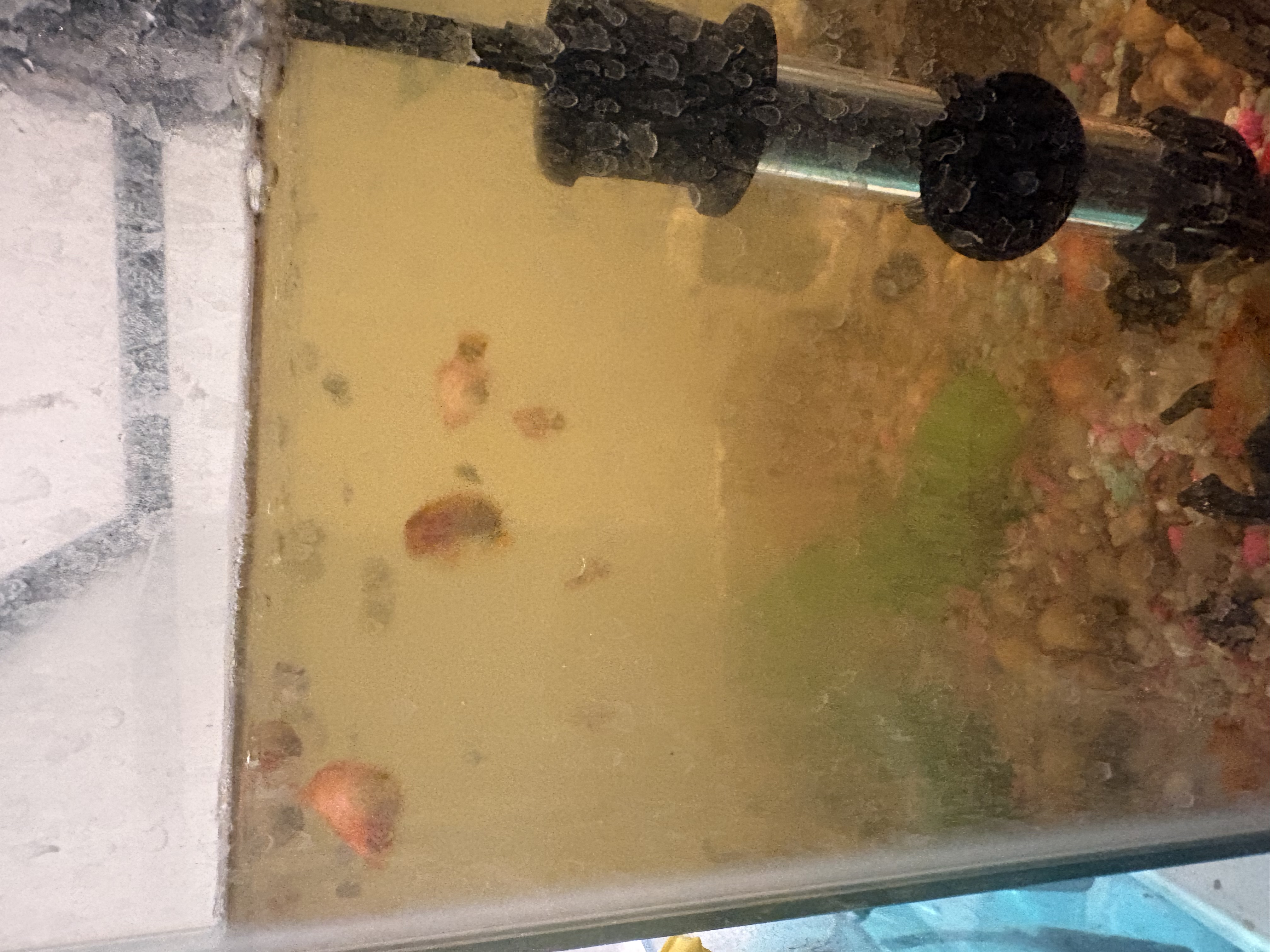 Platys for Sale