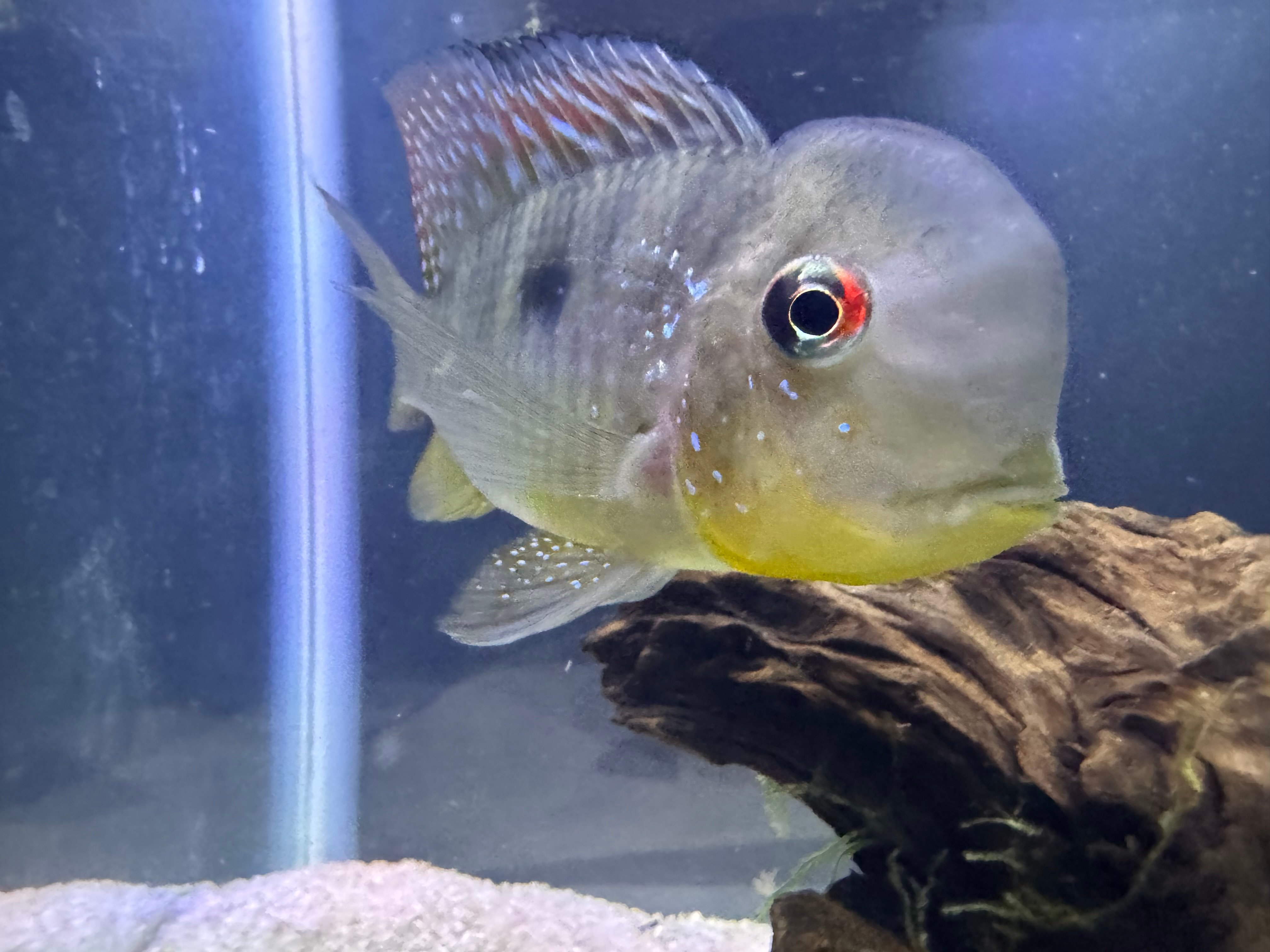 Gymnogeophagus Balzanii 6 Fish (Free UPS 2 Day Shipping)