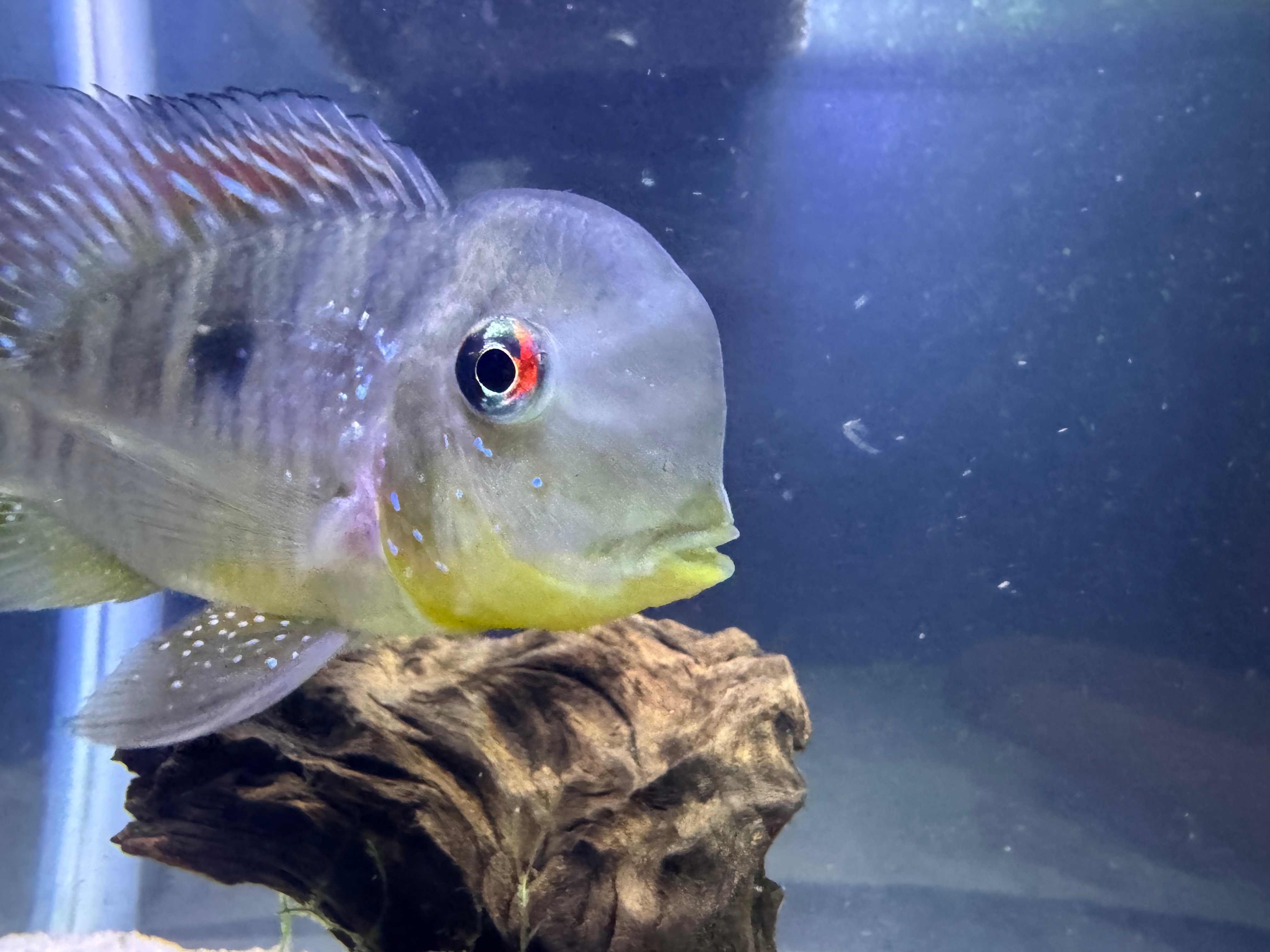 Gymnogeophagus Balzanii 12 Fish