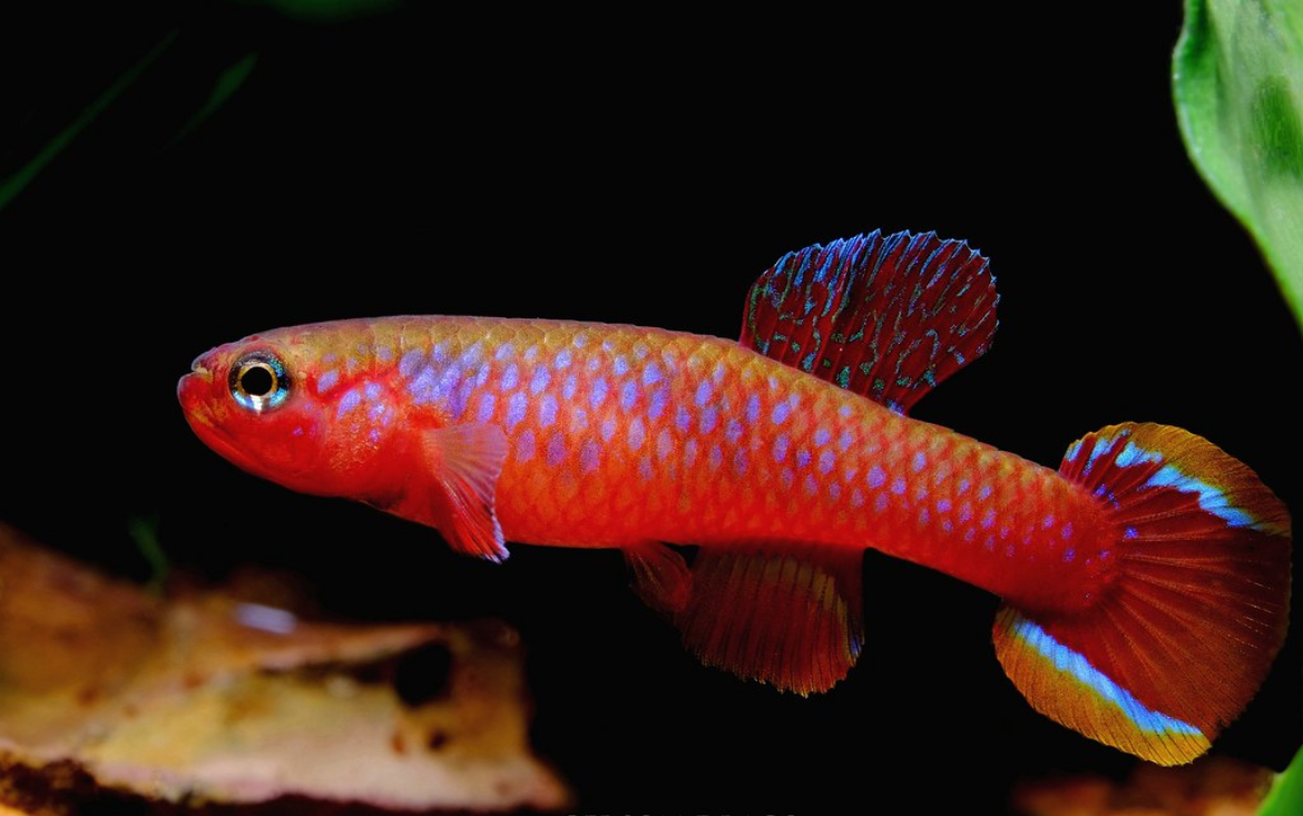Store: FreshwaterFishCenter