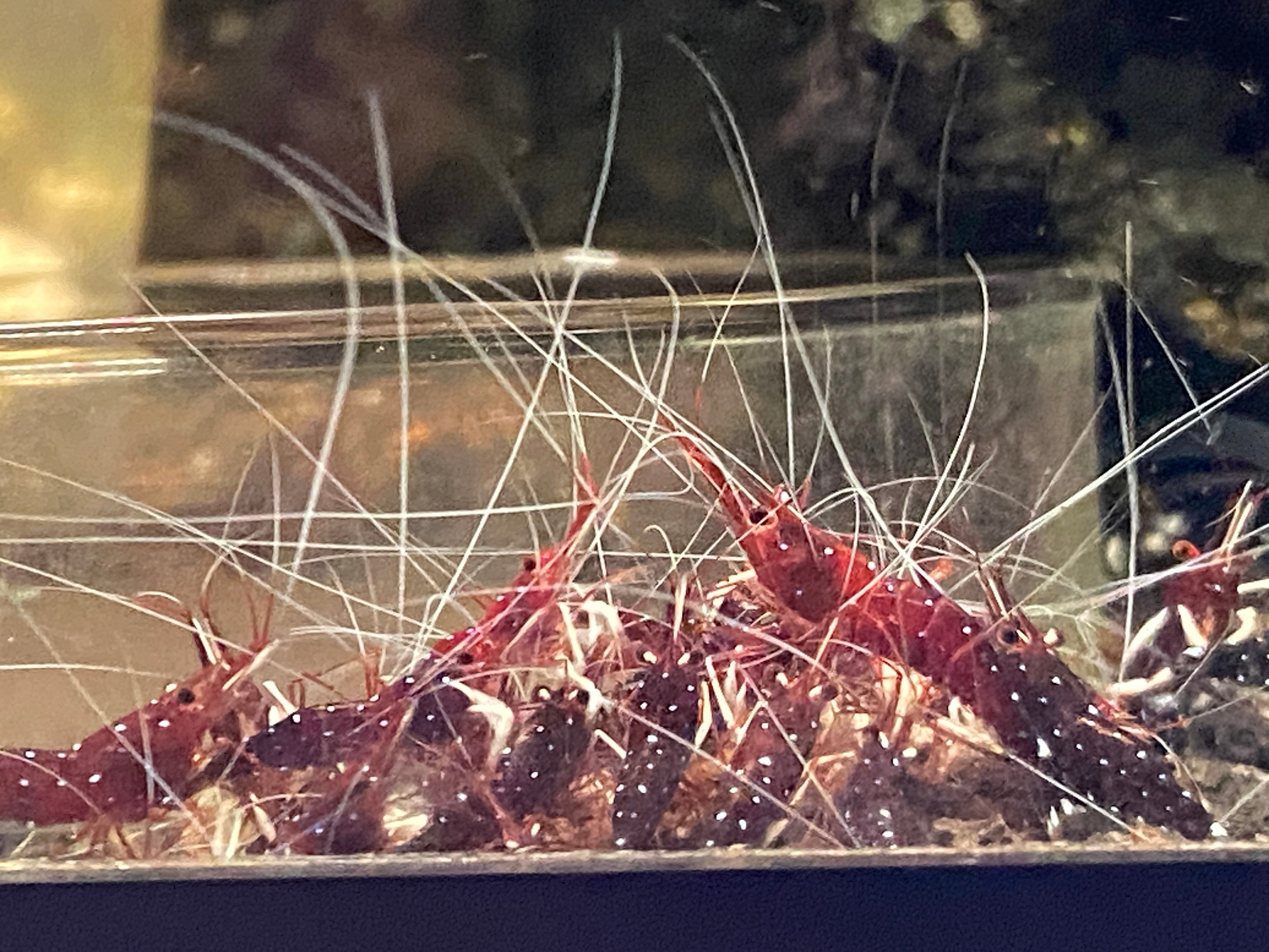Cardinal Sulawesi White sock shrimp 10+1