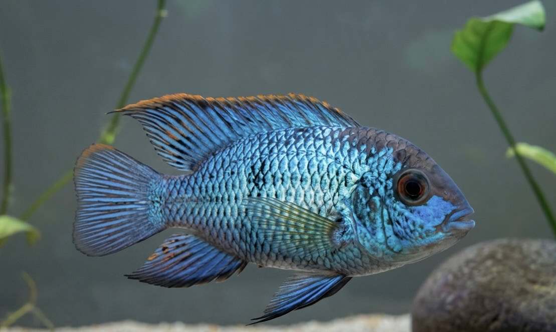 3-3.5" Electric Blue Acara