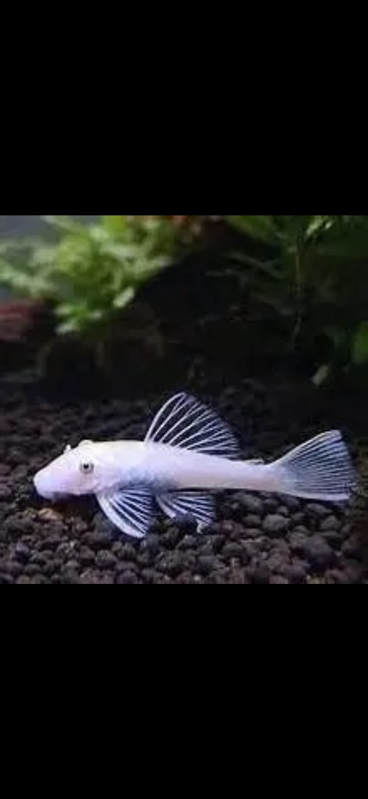 Snow White Bristlenose pleco 1" Pack of 4 fish