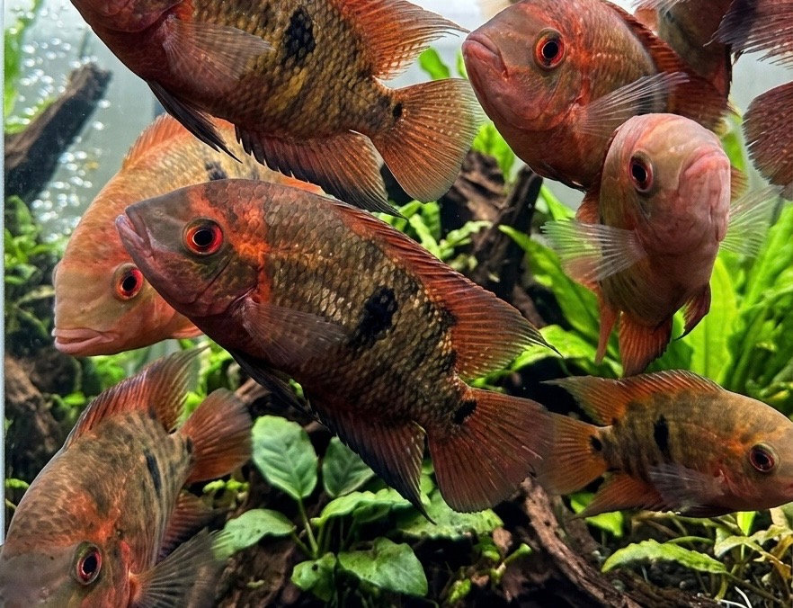 2-3" Chocolate Cichlid
