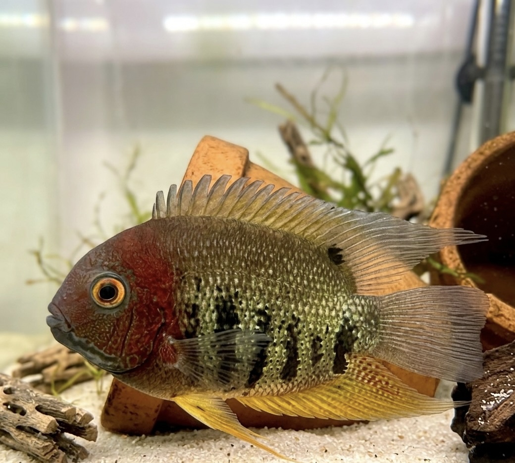 3-4" Red Shoulder Rotkeil Severum
