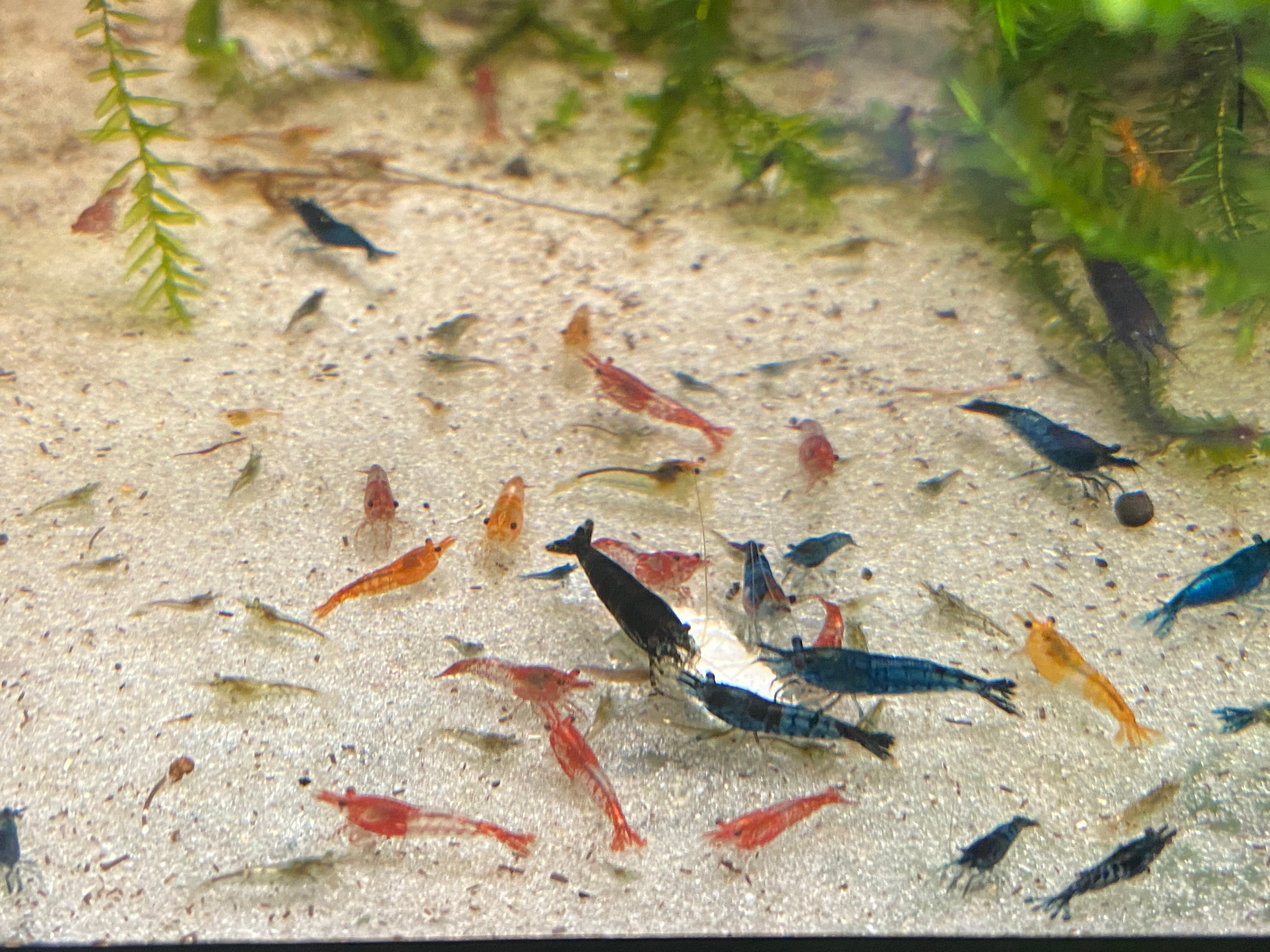 Neocaridina Culls 40+ bonus items
