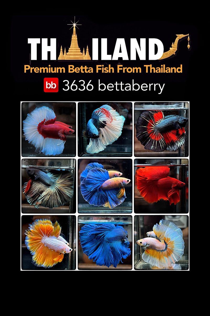 Store: 3636bettaberry