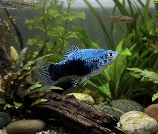 Blue Tuxedo Platy (5 PACK)
