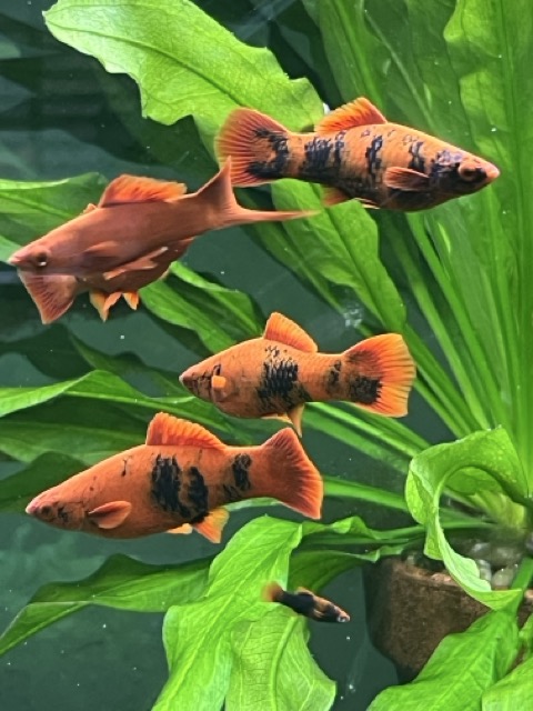Store: Joesfishroom