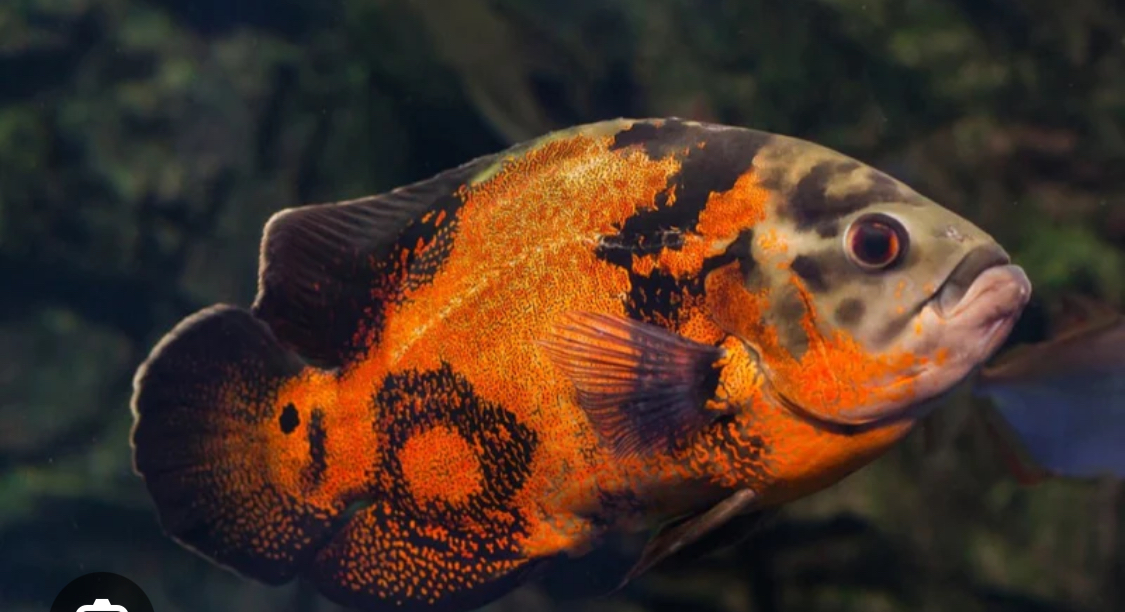 Store: Bros aquatics