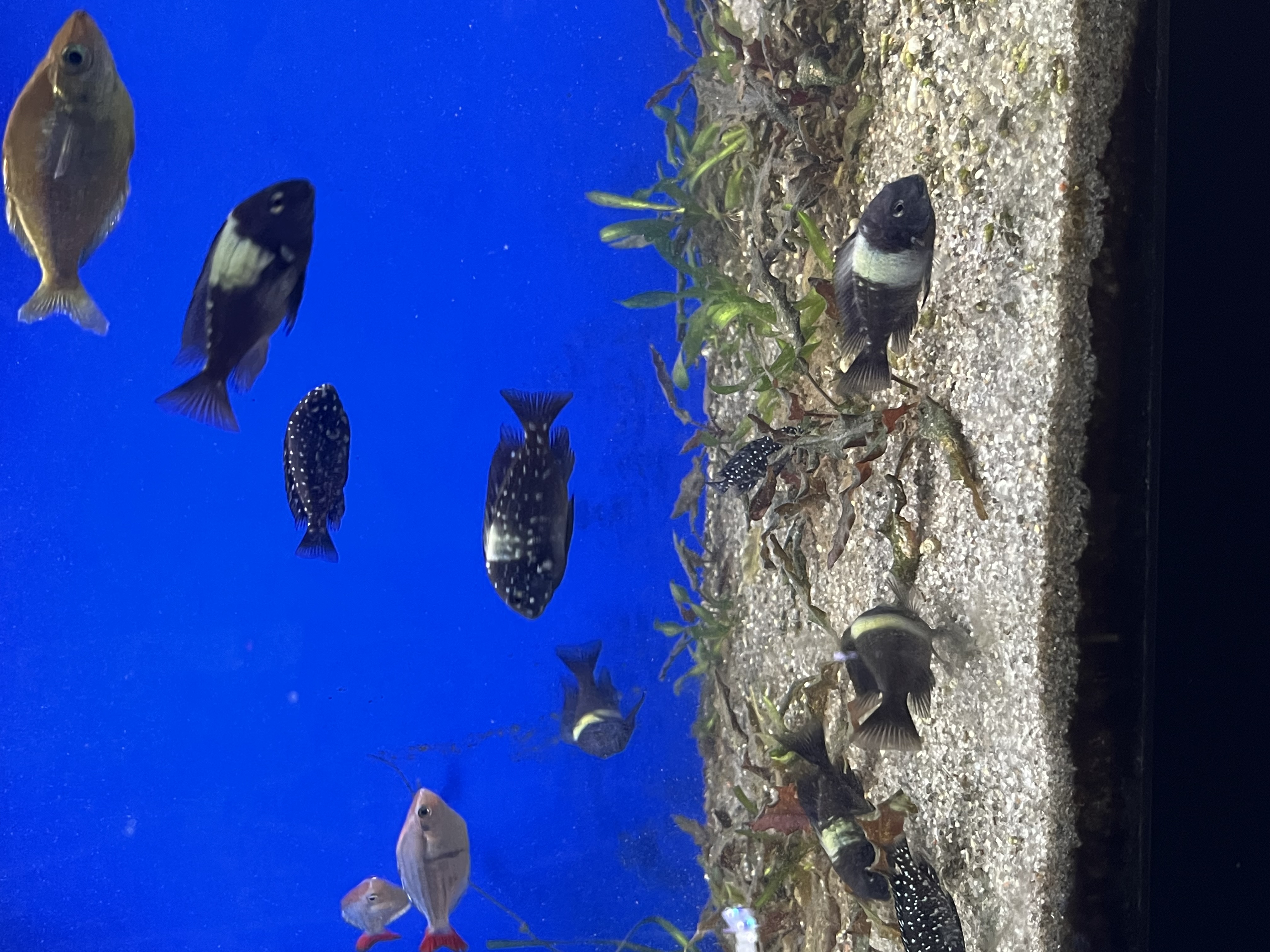 Tropheus Duboisi Group