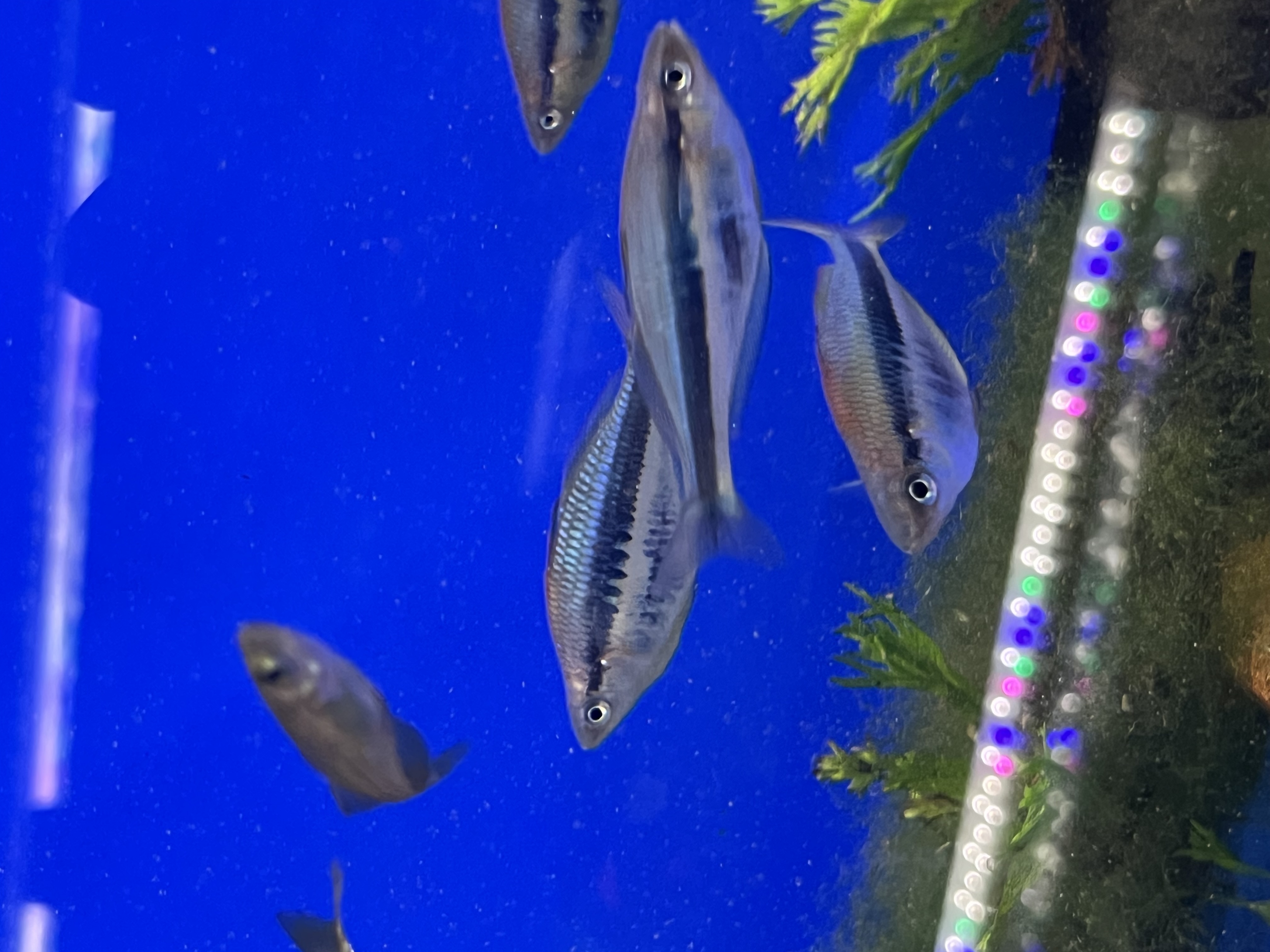 Chilatherina Alleni Wapoga