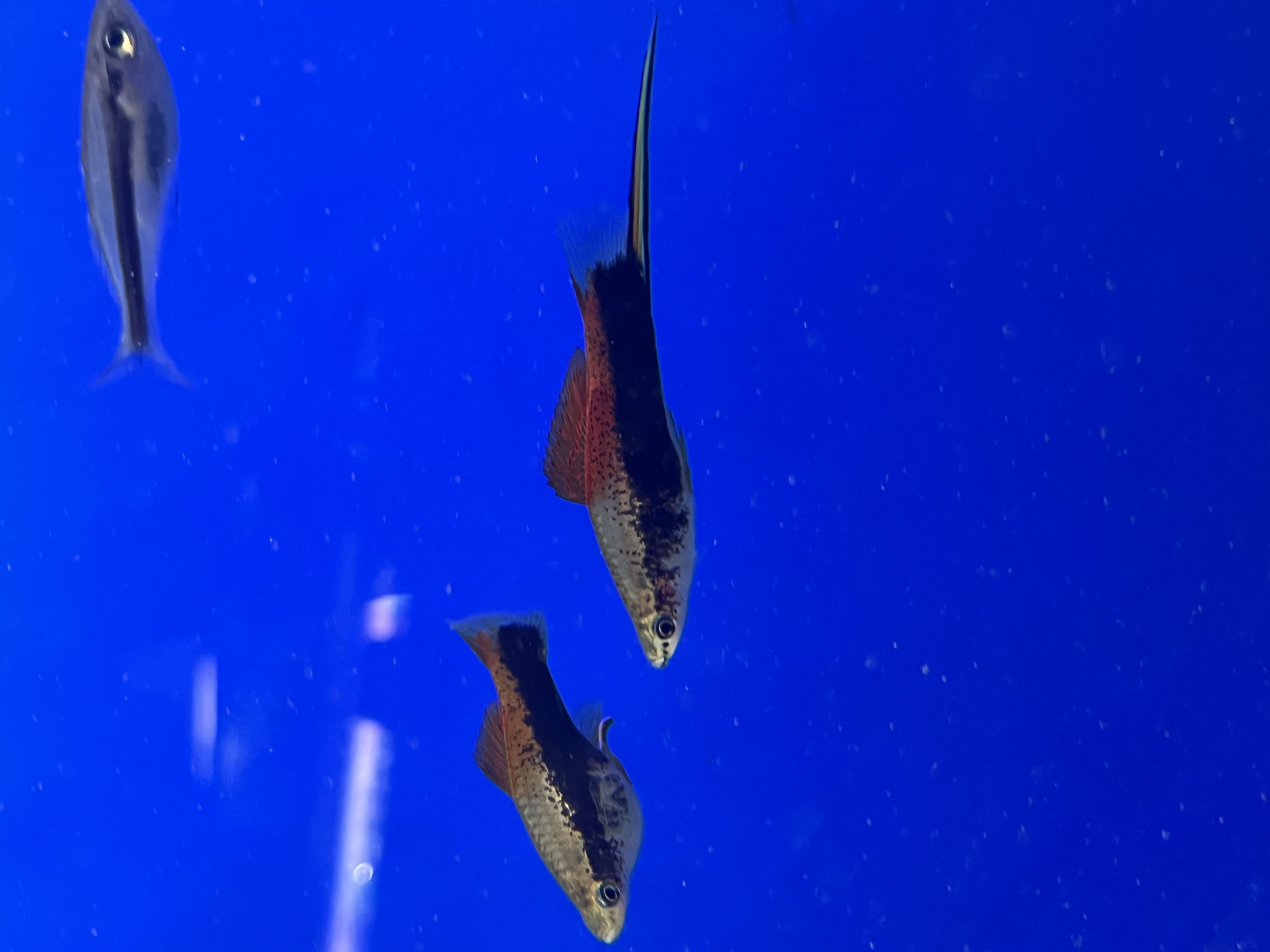 Tuxedo swordtail