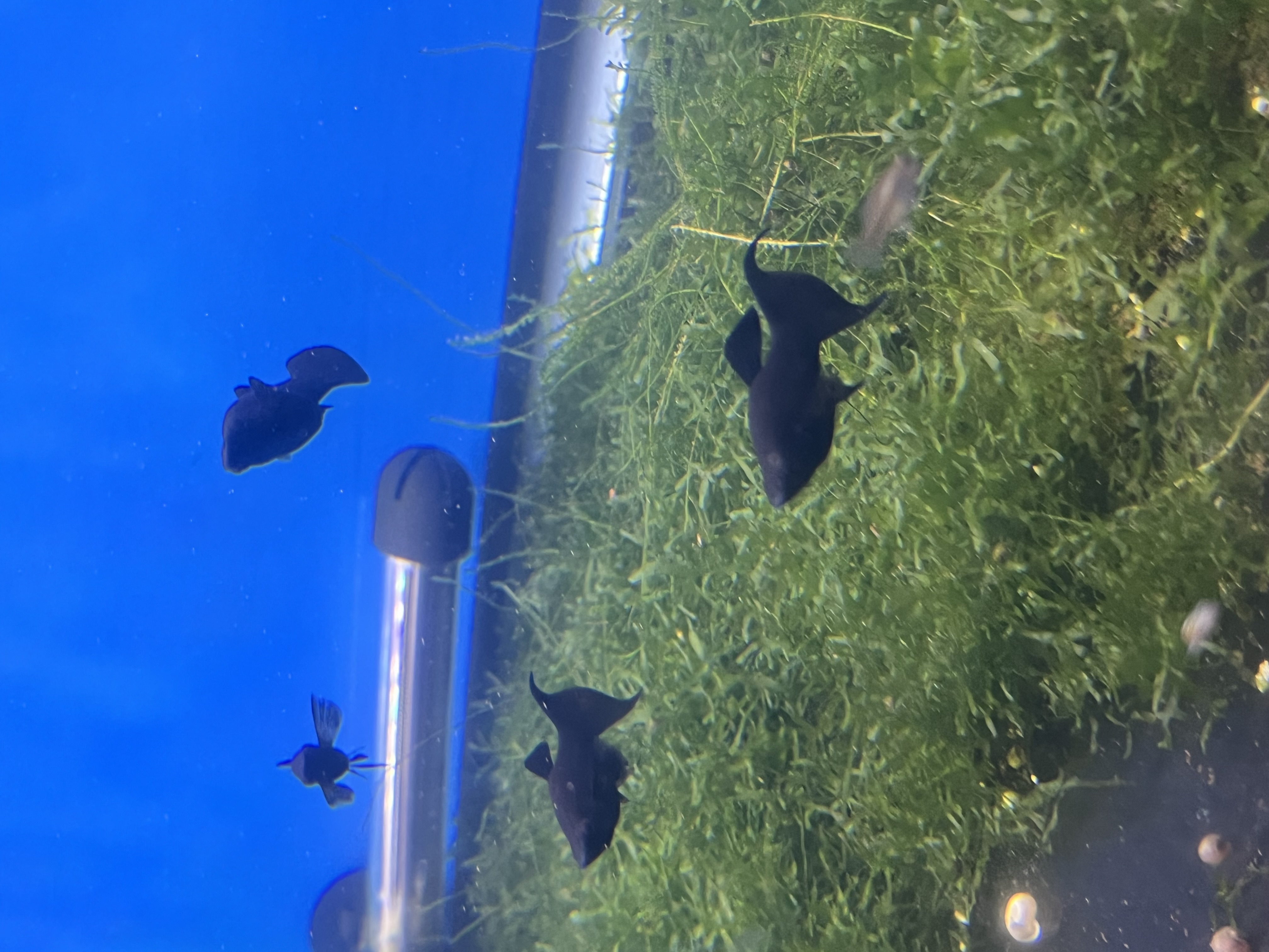 Black Lyretail Mollies
