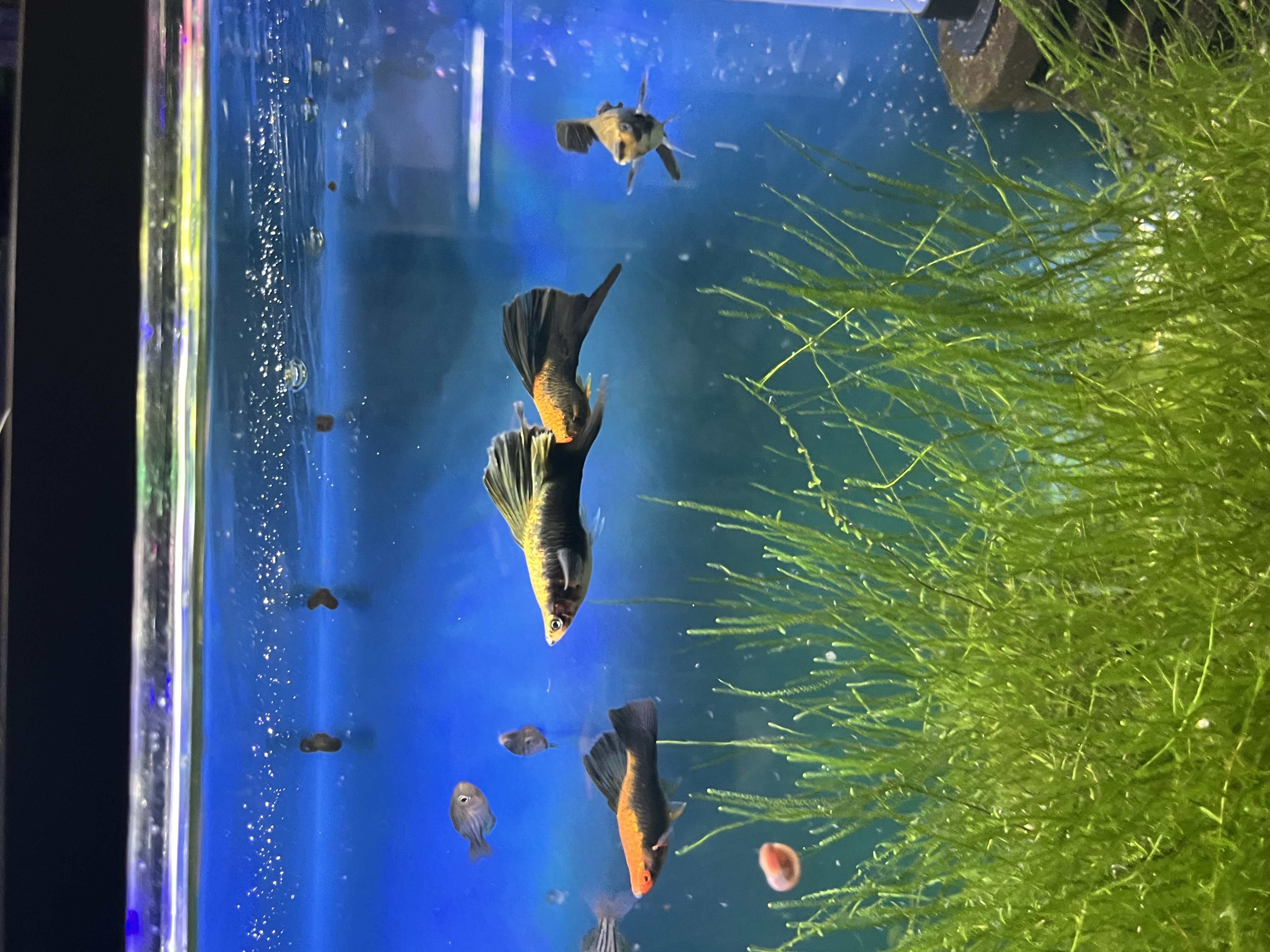 Wag swordtail