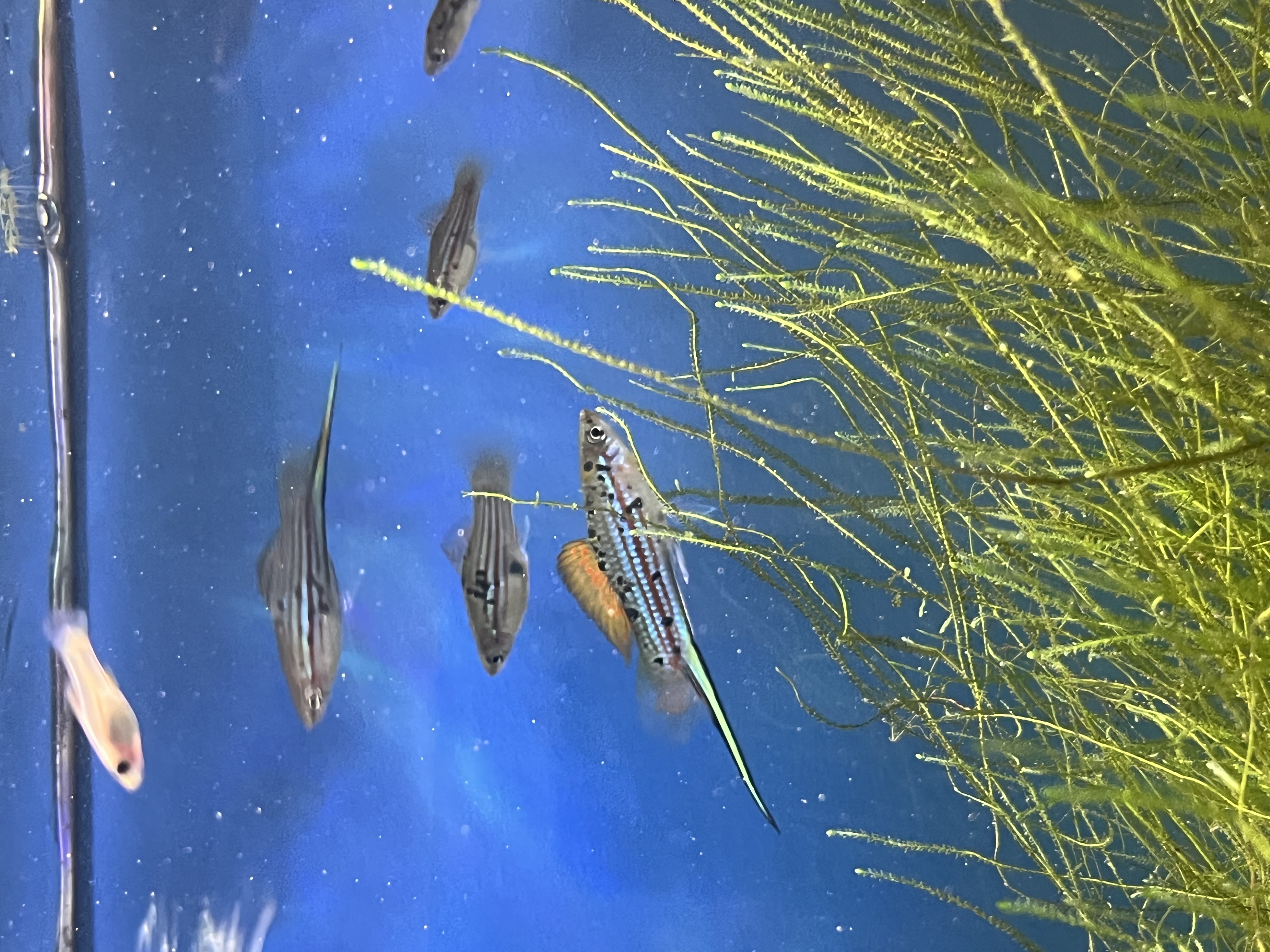Green swordtail Trio