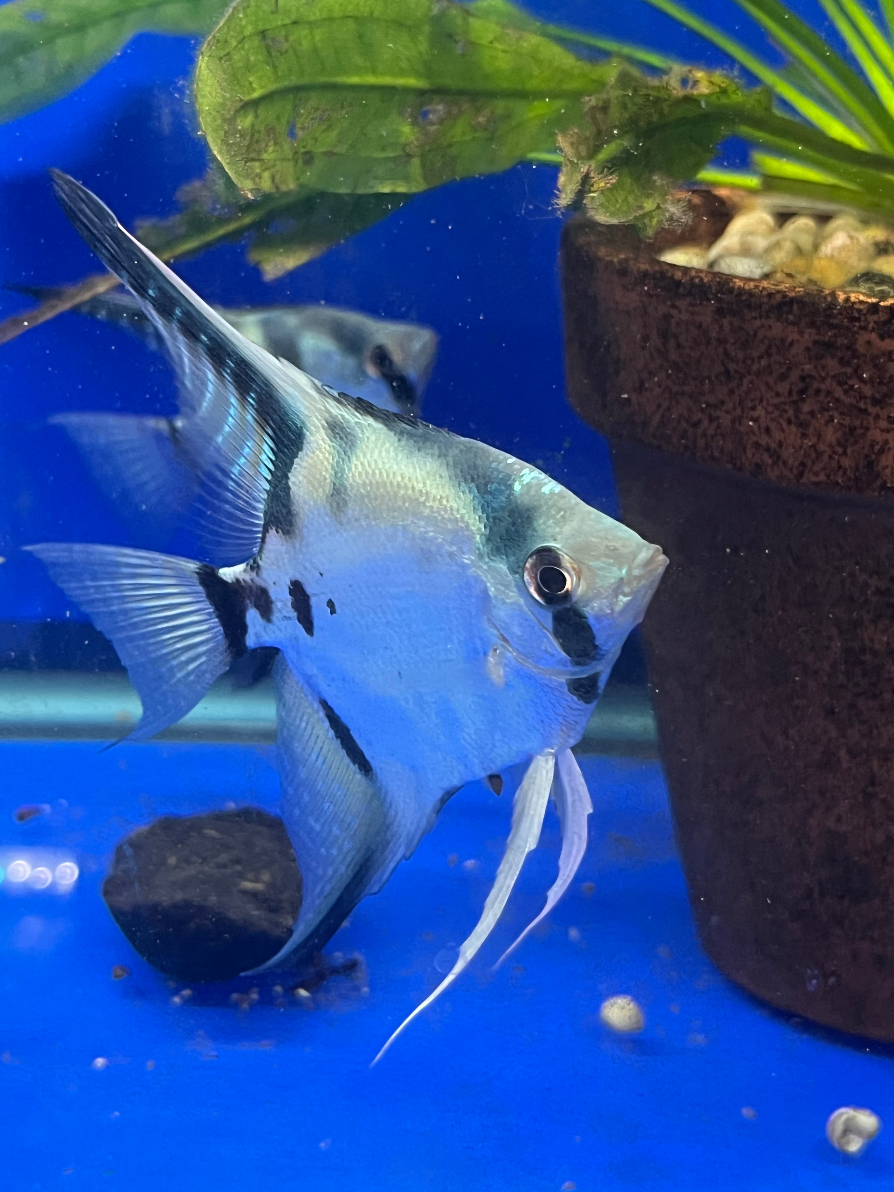Pair Philippine Blue Angelfish