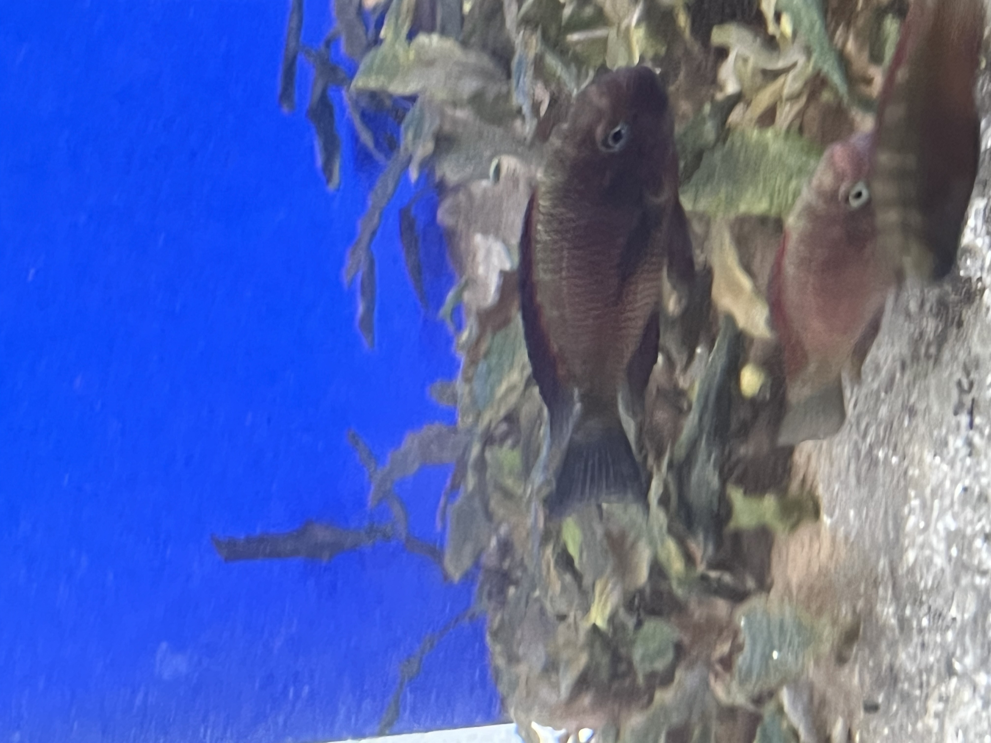 Tropheus Red Chipimbi