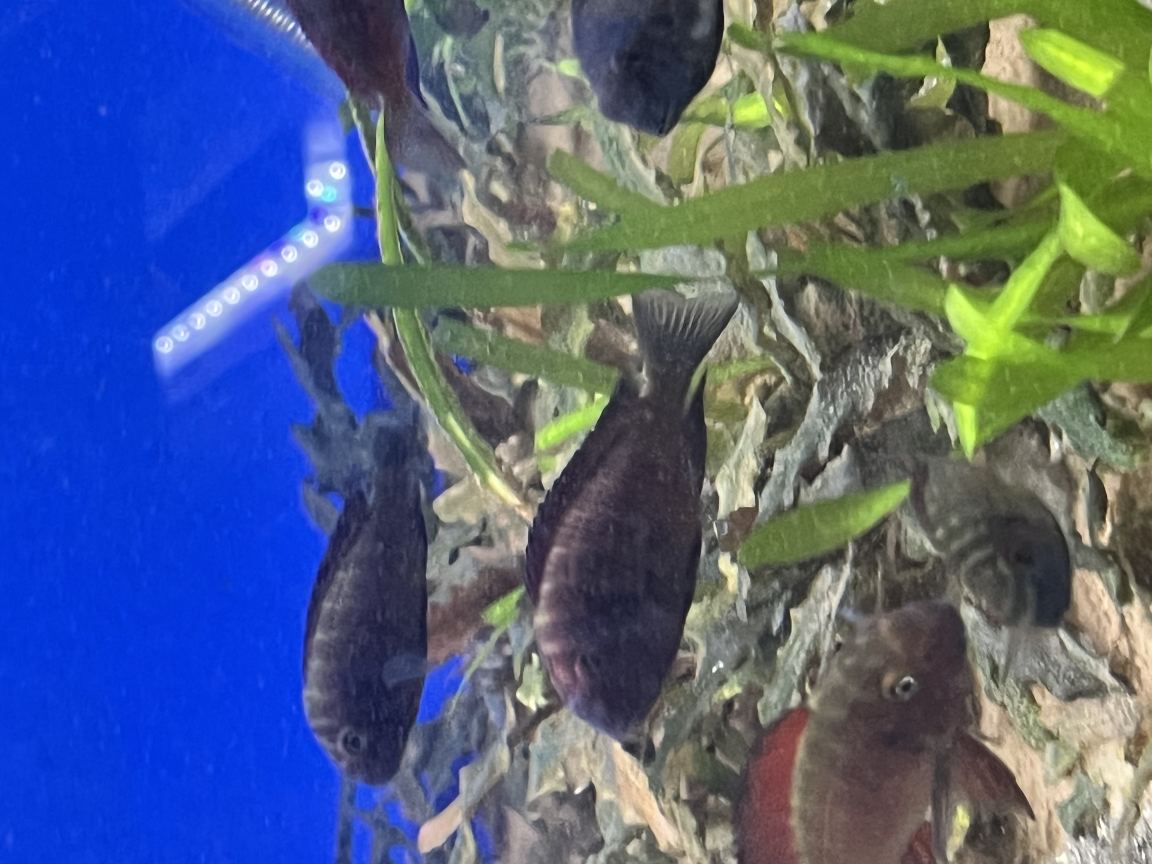 Tropheus Red Chipimbi