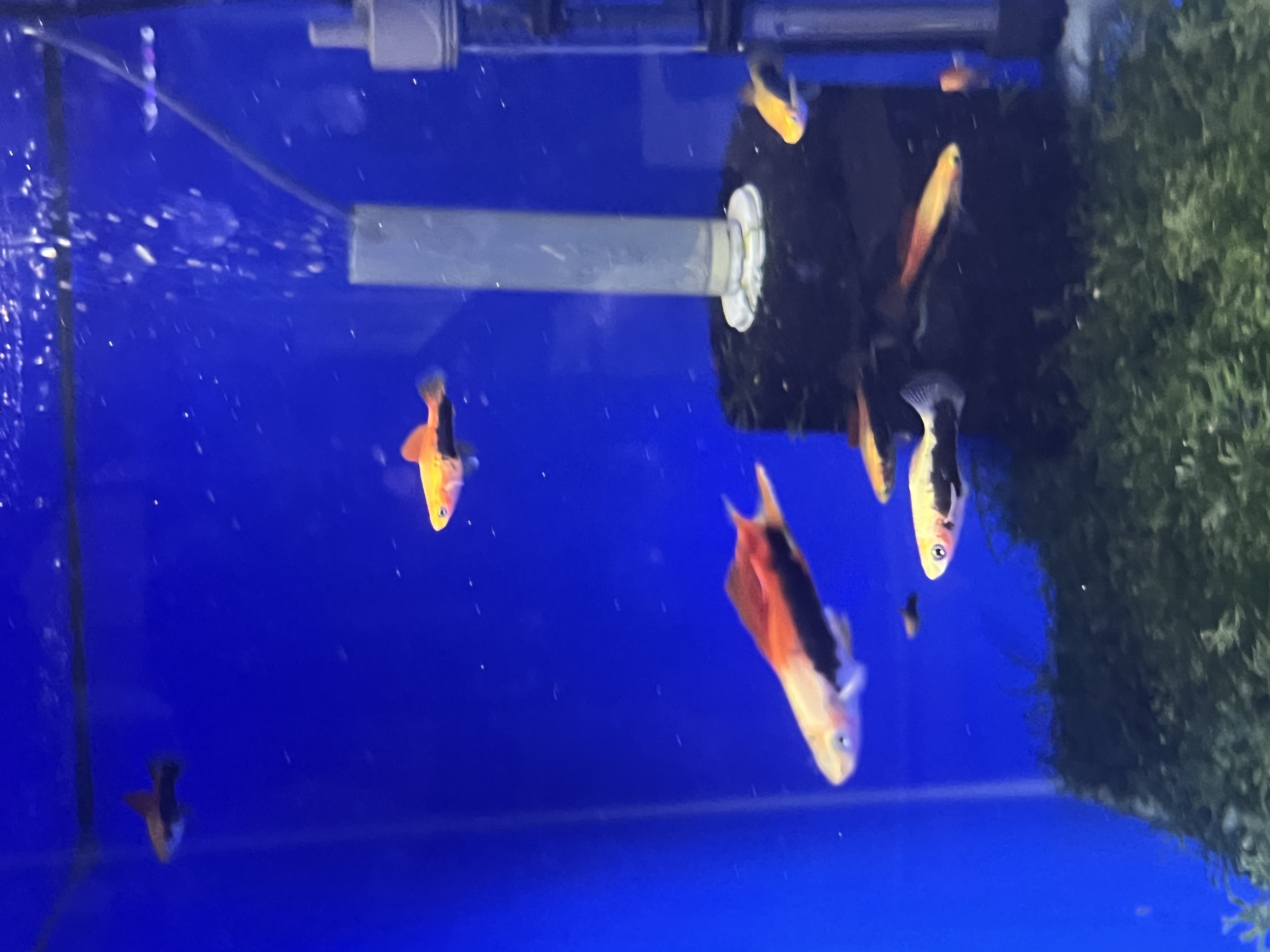Pair Pineapple Swordtail