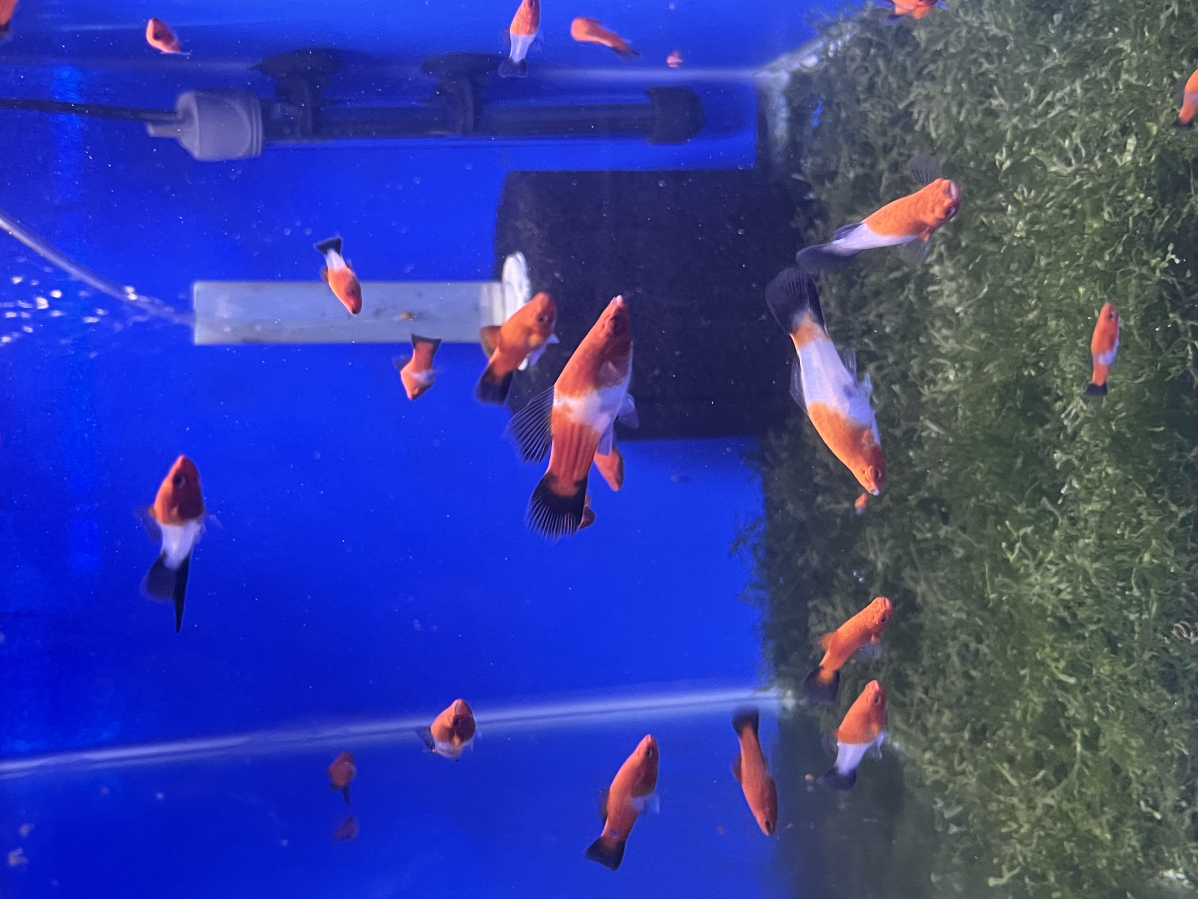 1 Pair Kohaku Wag