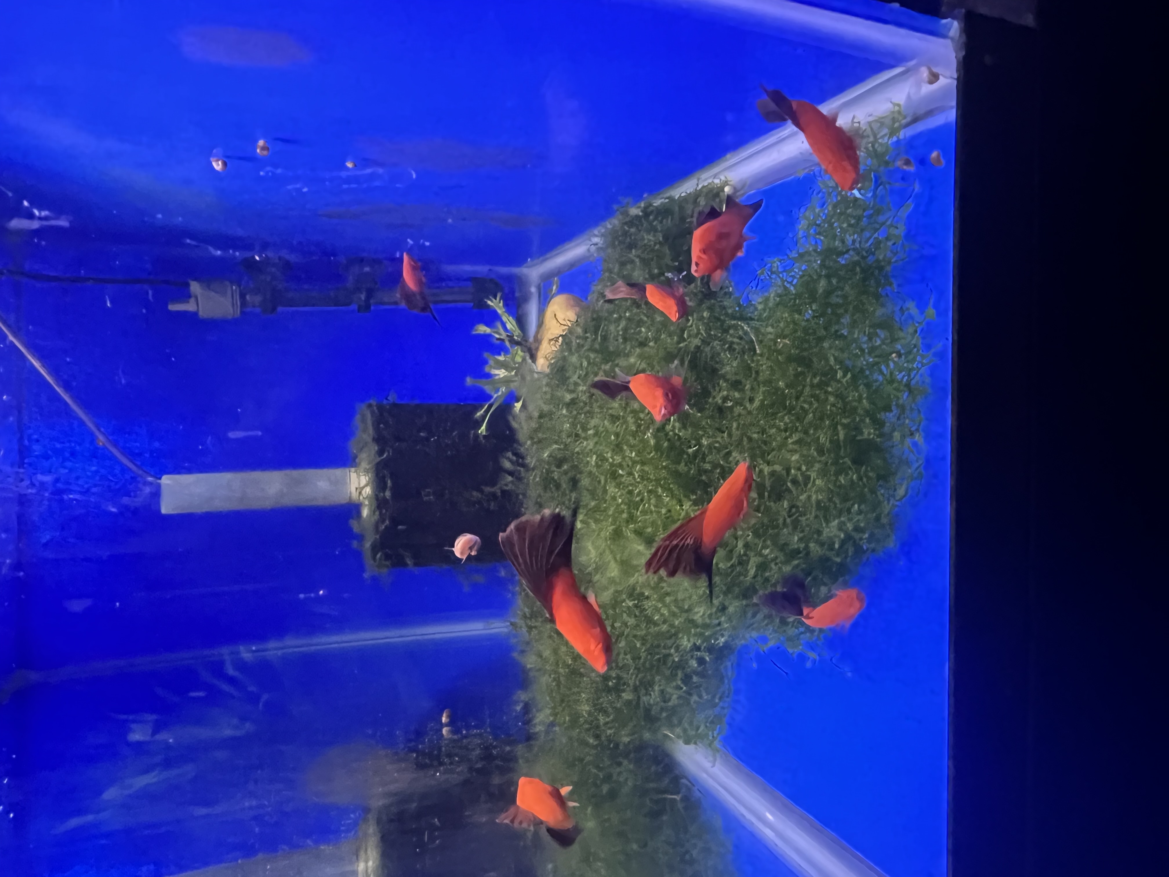 1 Pair Red Wag Swordtail