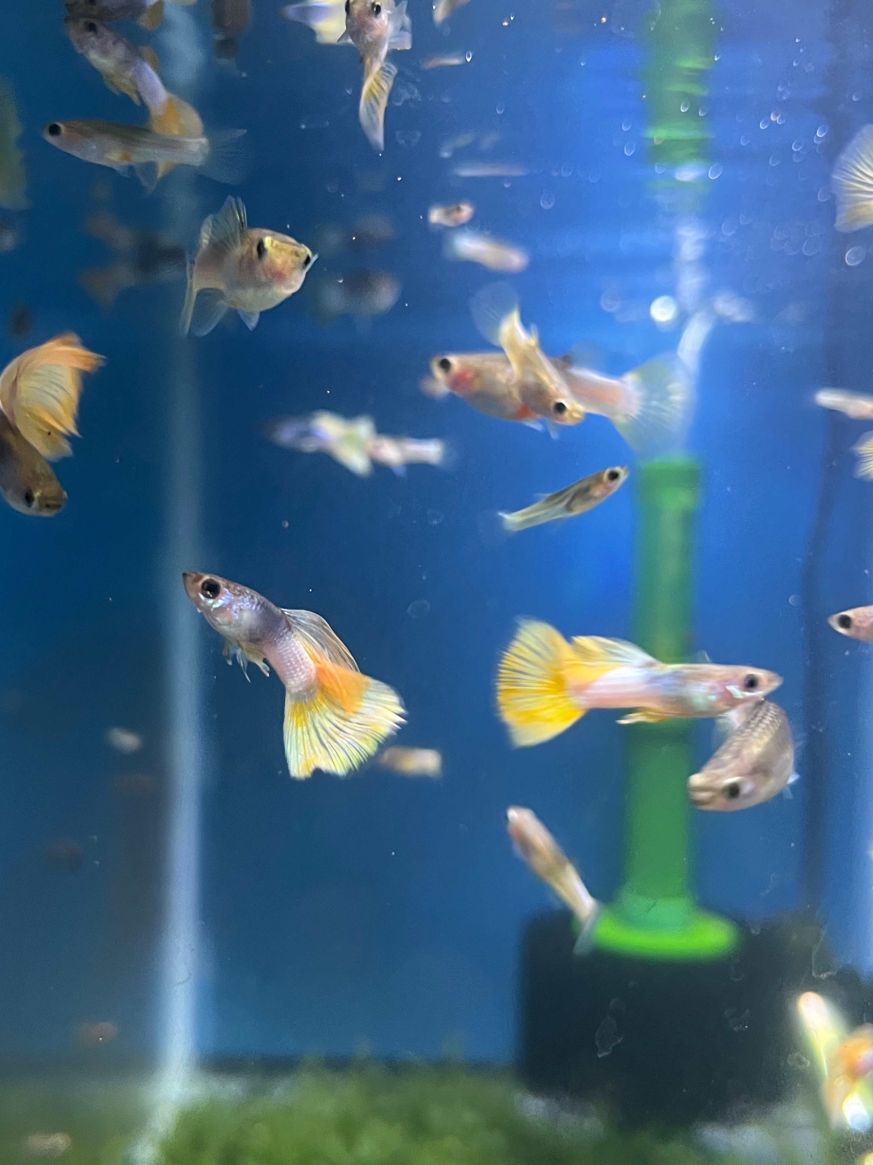 Pingu Guppy
