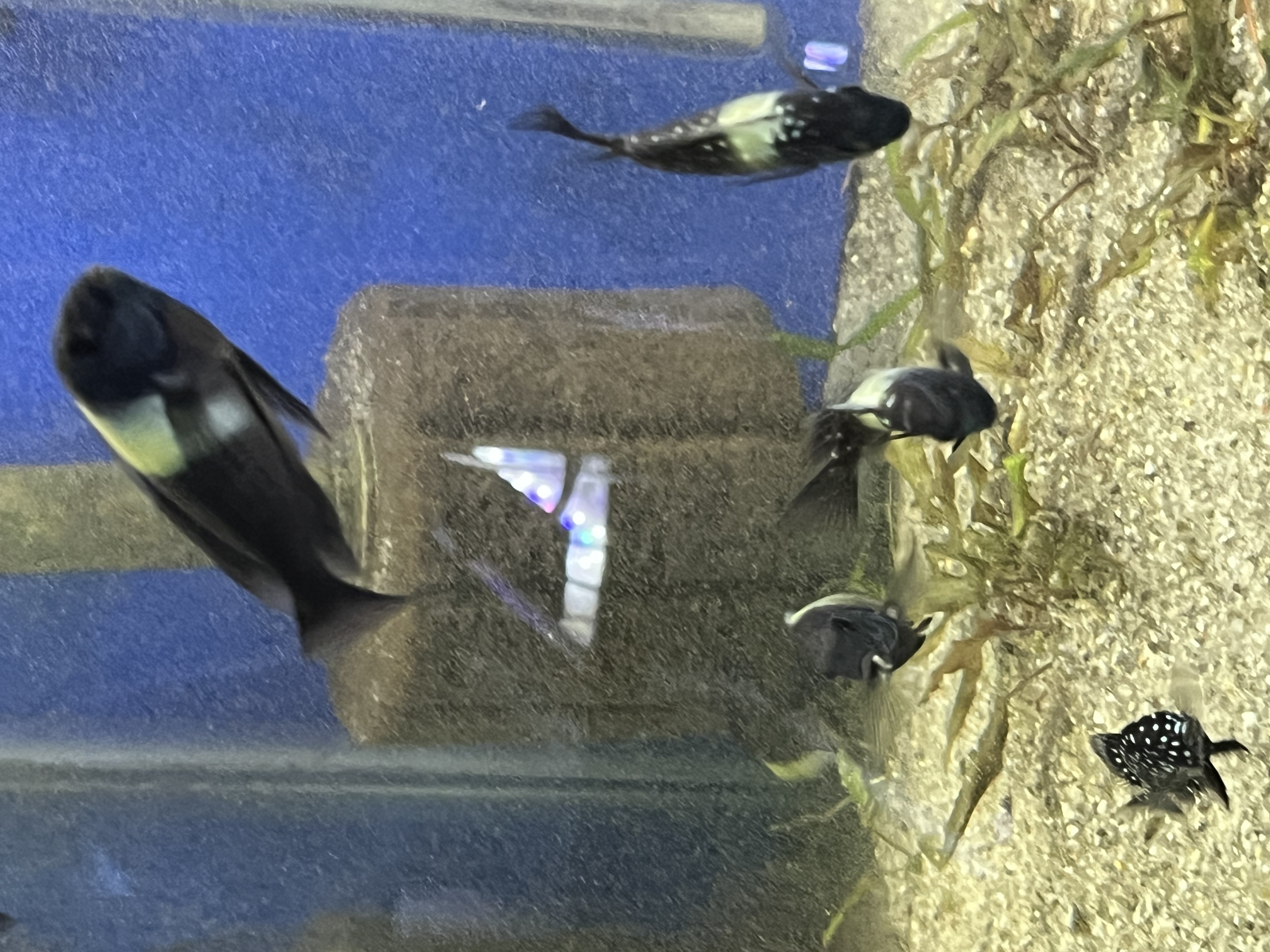 Tropheus Duboisi Colony