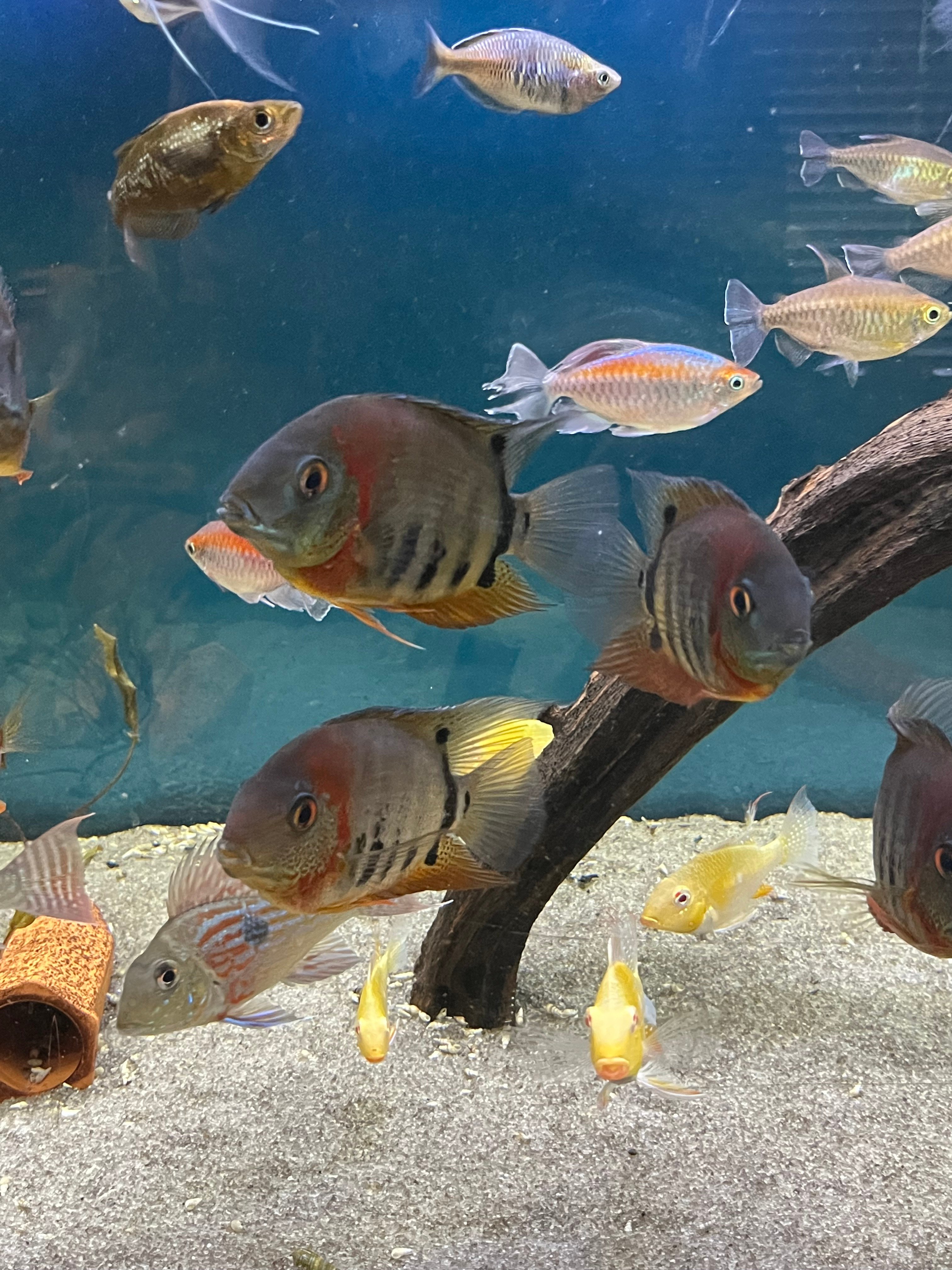 Red Shoulder Severum