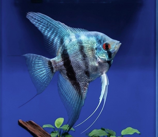 4"+ Blue Silver Angelfish - Unsexed