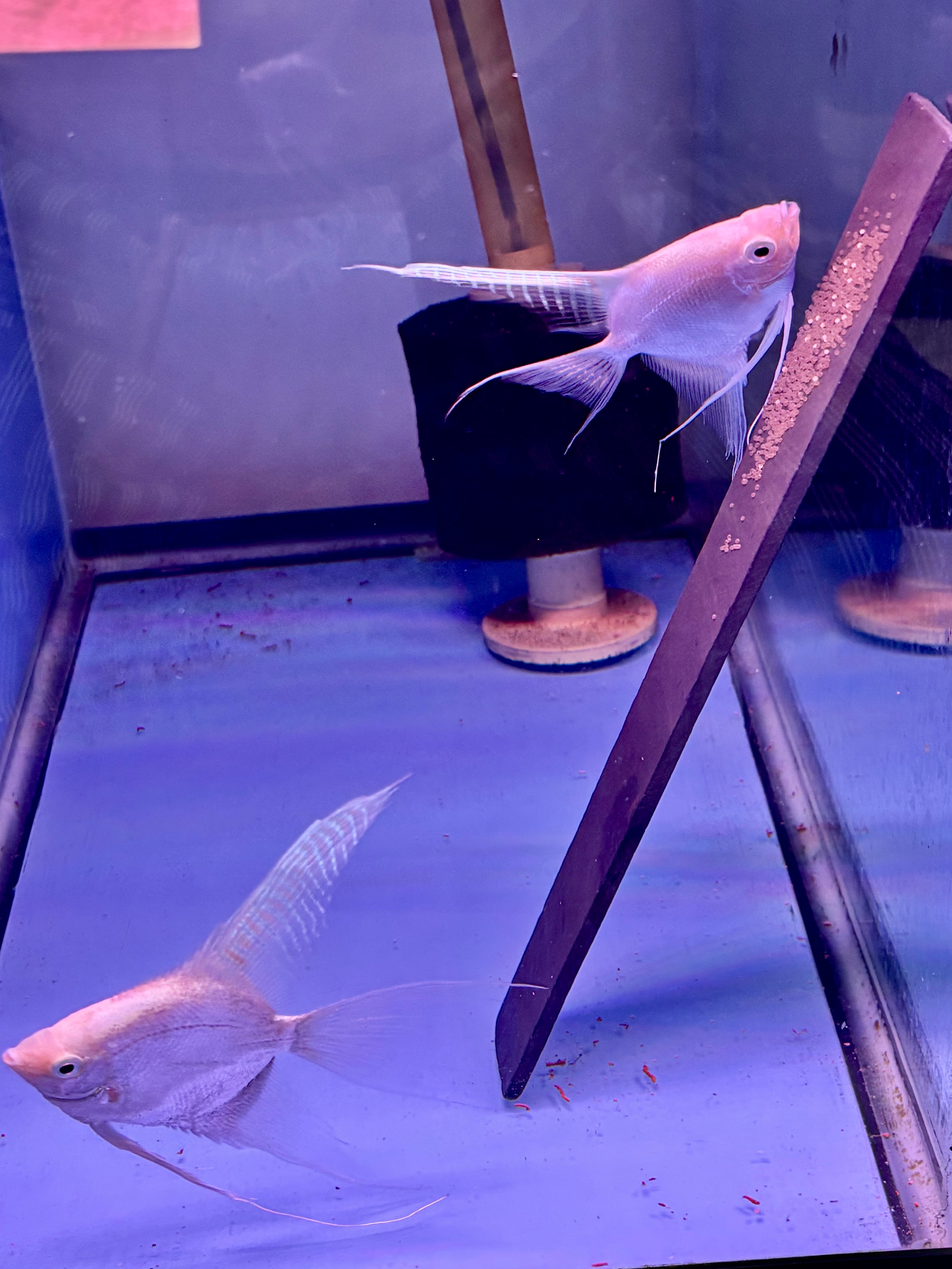 PROVEN YOUNG PLATINUM VEIL PAIR